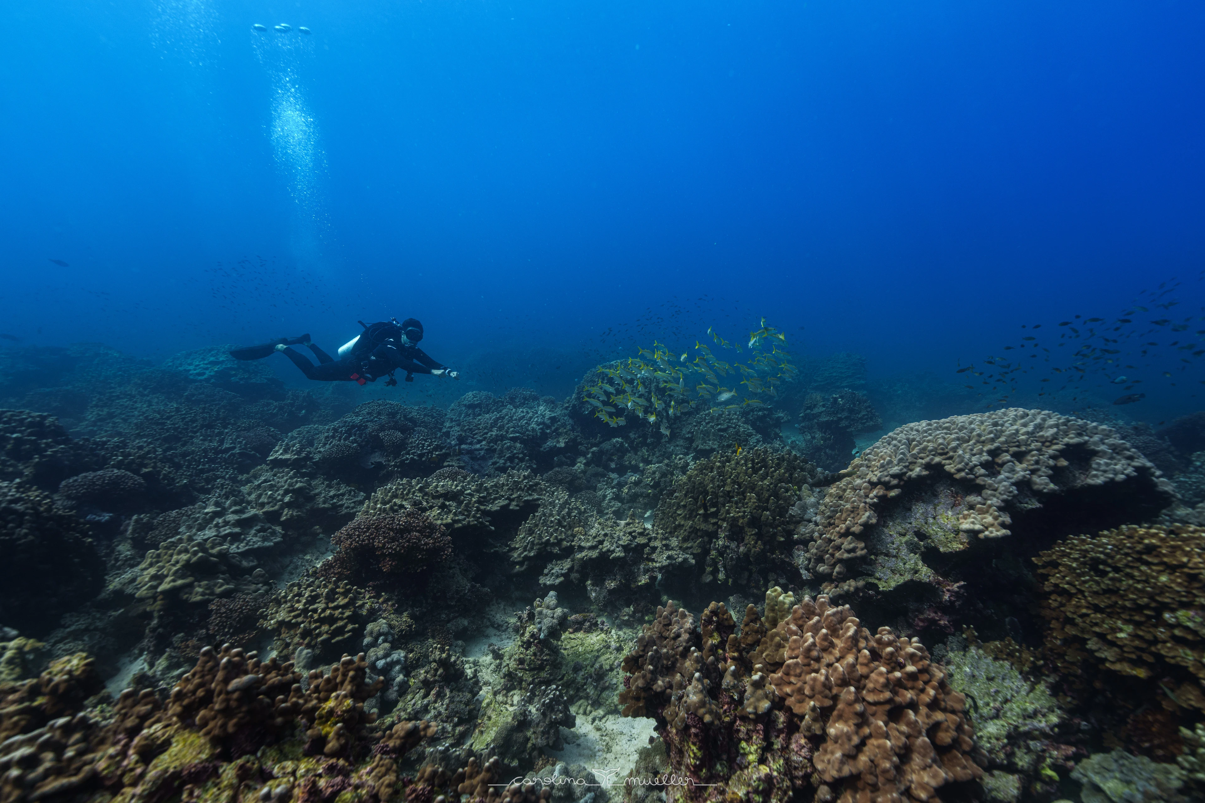 Scuba diver over reef at the Daymaniyat Islands