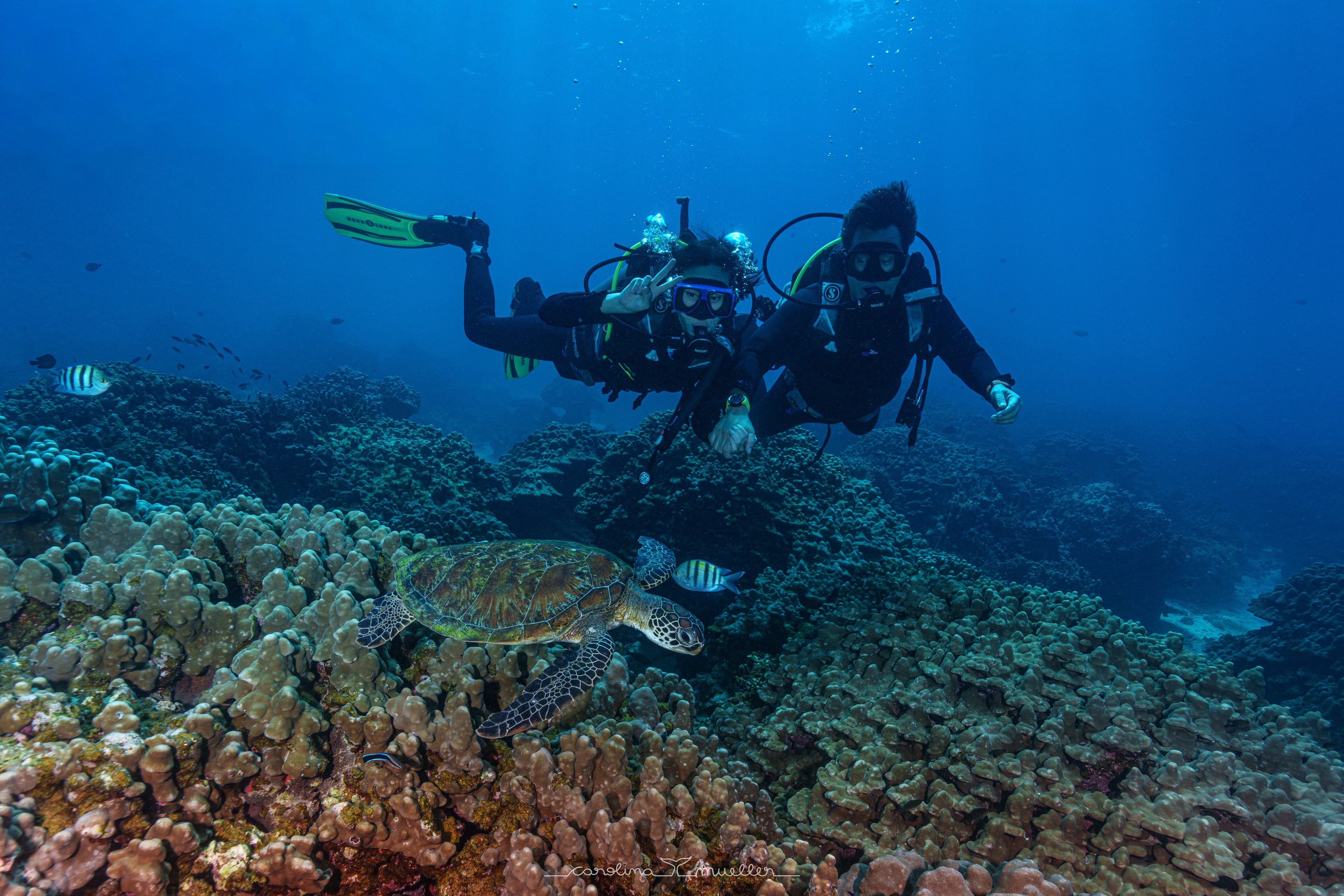 Two divers swimming over the reef with a green turtle below