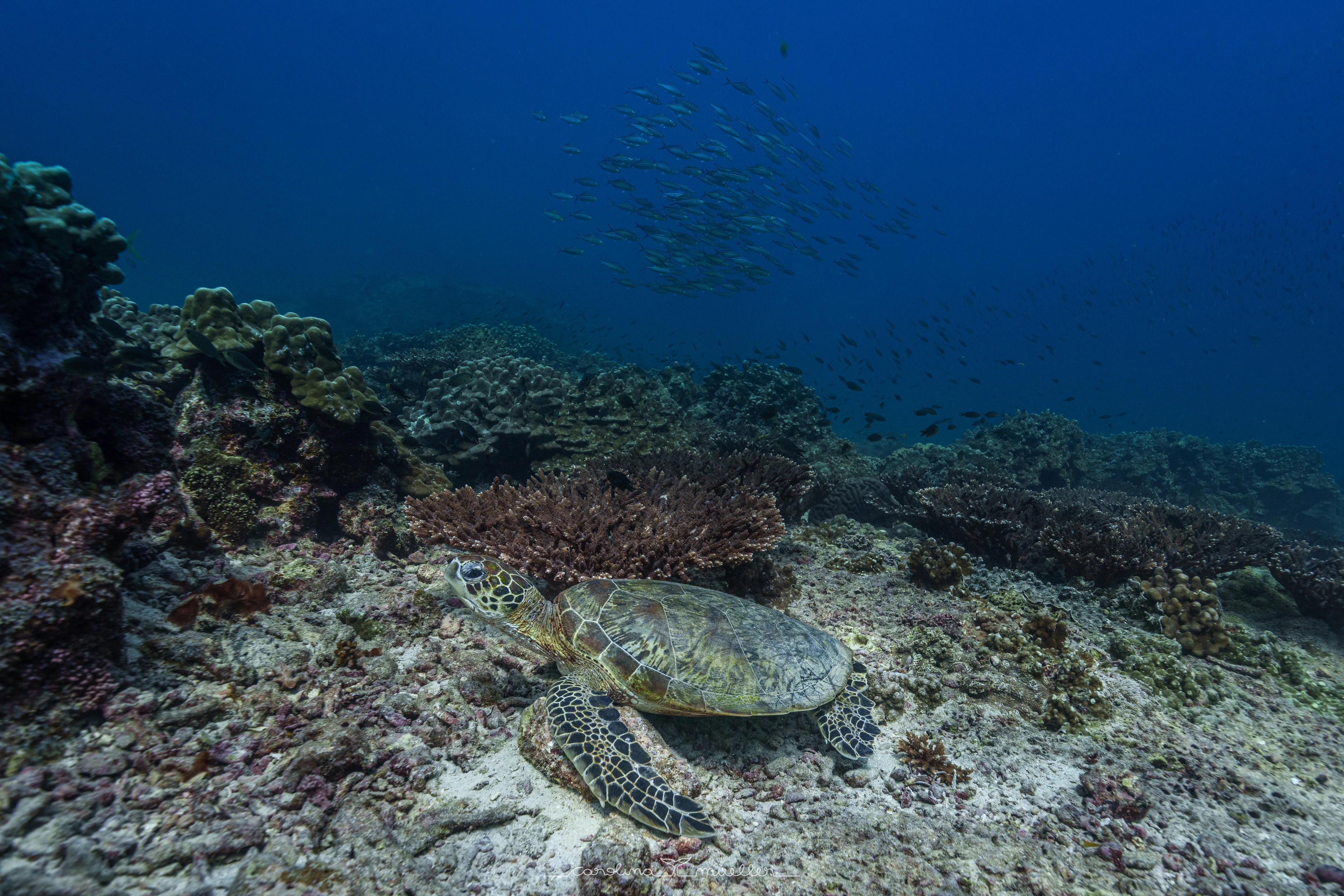 The turtles of Oman