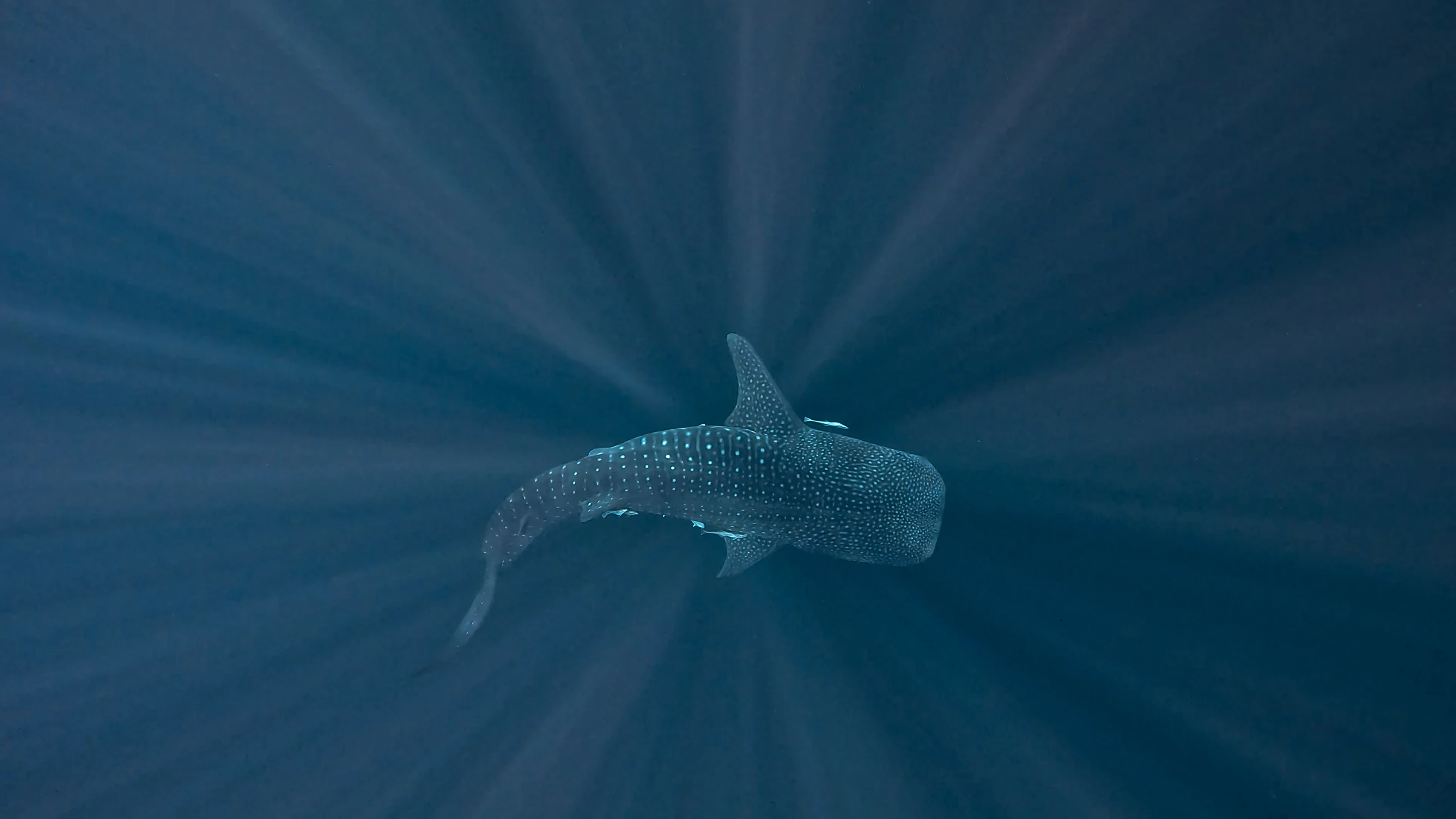 Whale shark seen from above in rays of sunlight
