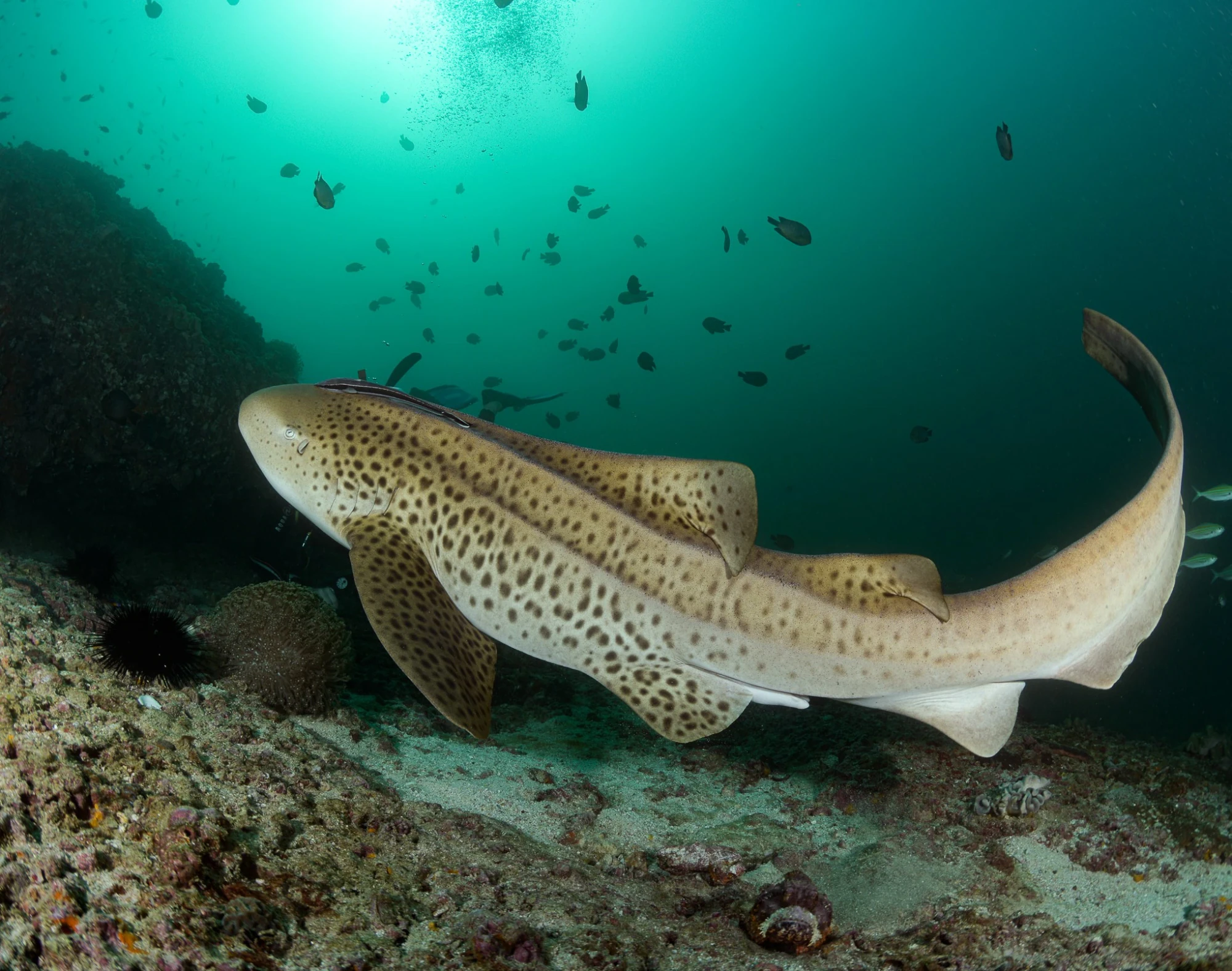 Zebra or leopard shark?
