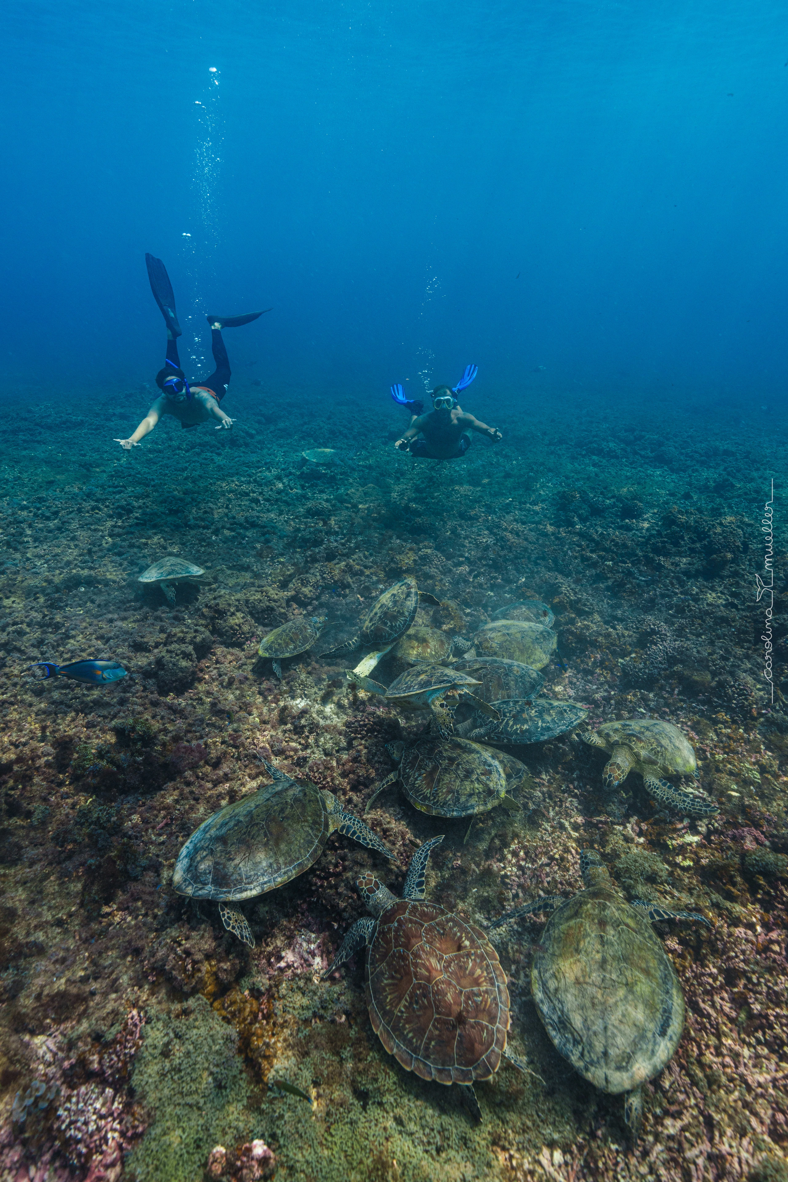 Snorkelers above green turtles on a shallow reef