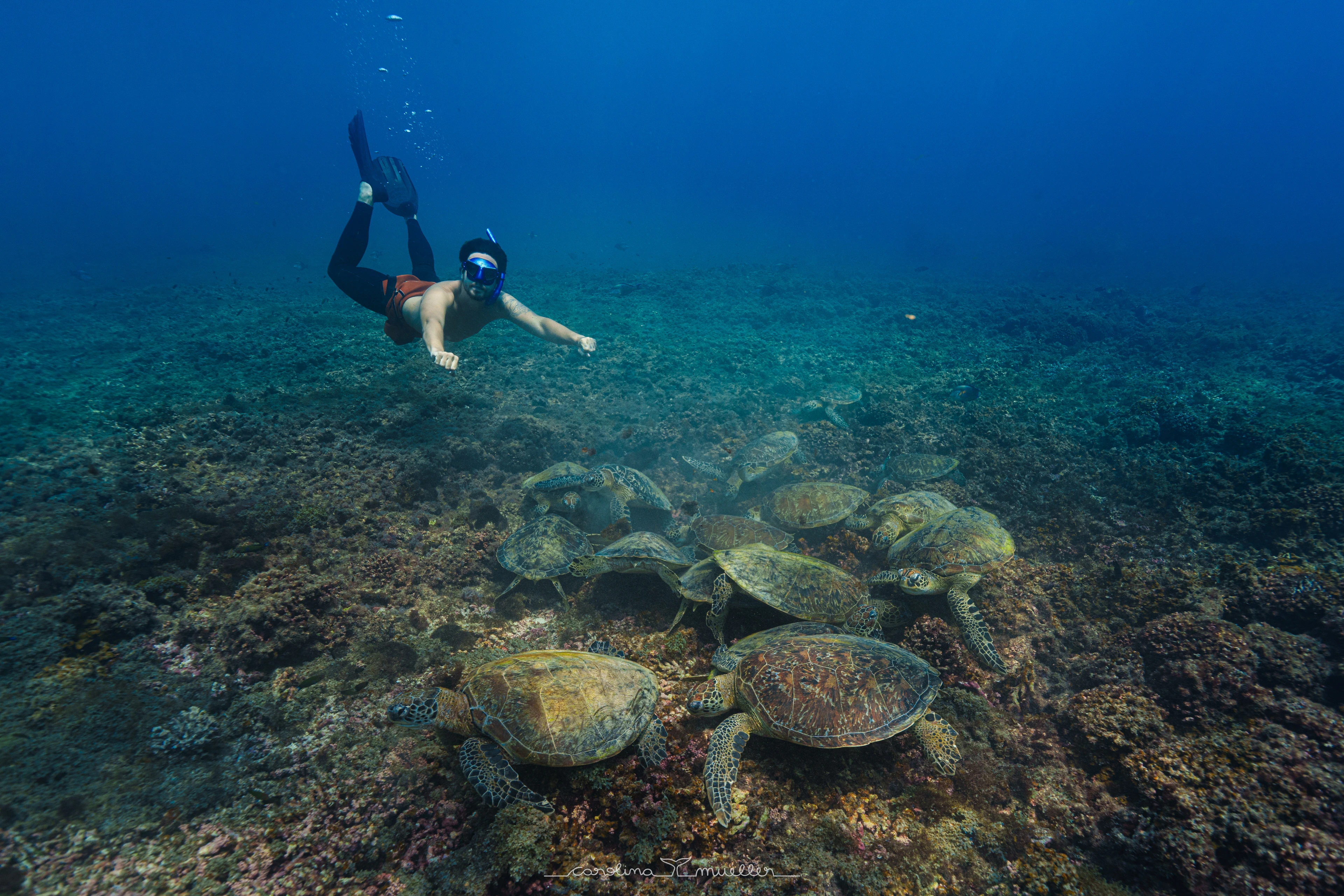 Snorkeler diving down towards a group of green turtles