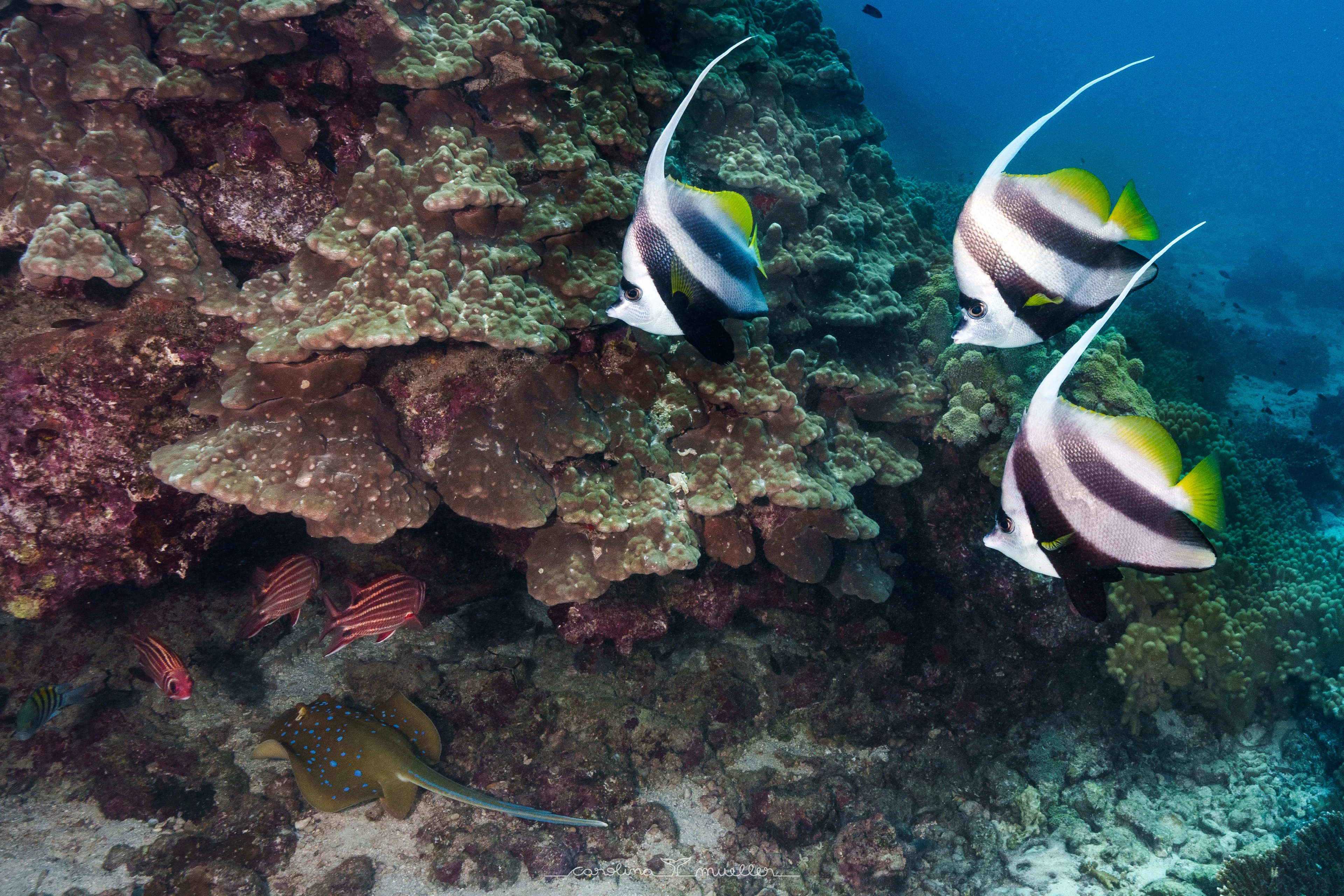 Bannerfish swimming along a coral reef