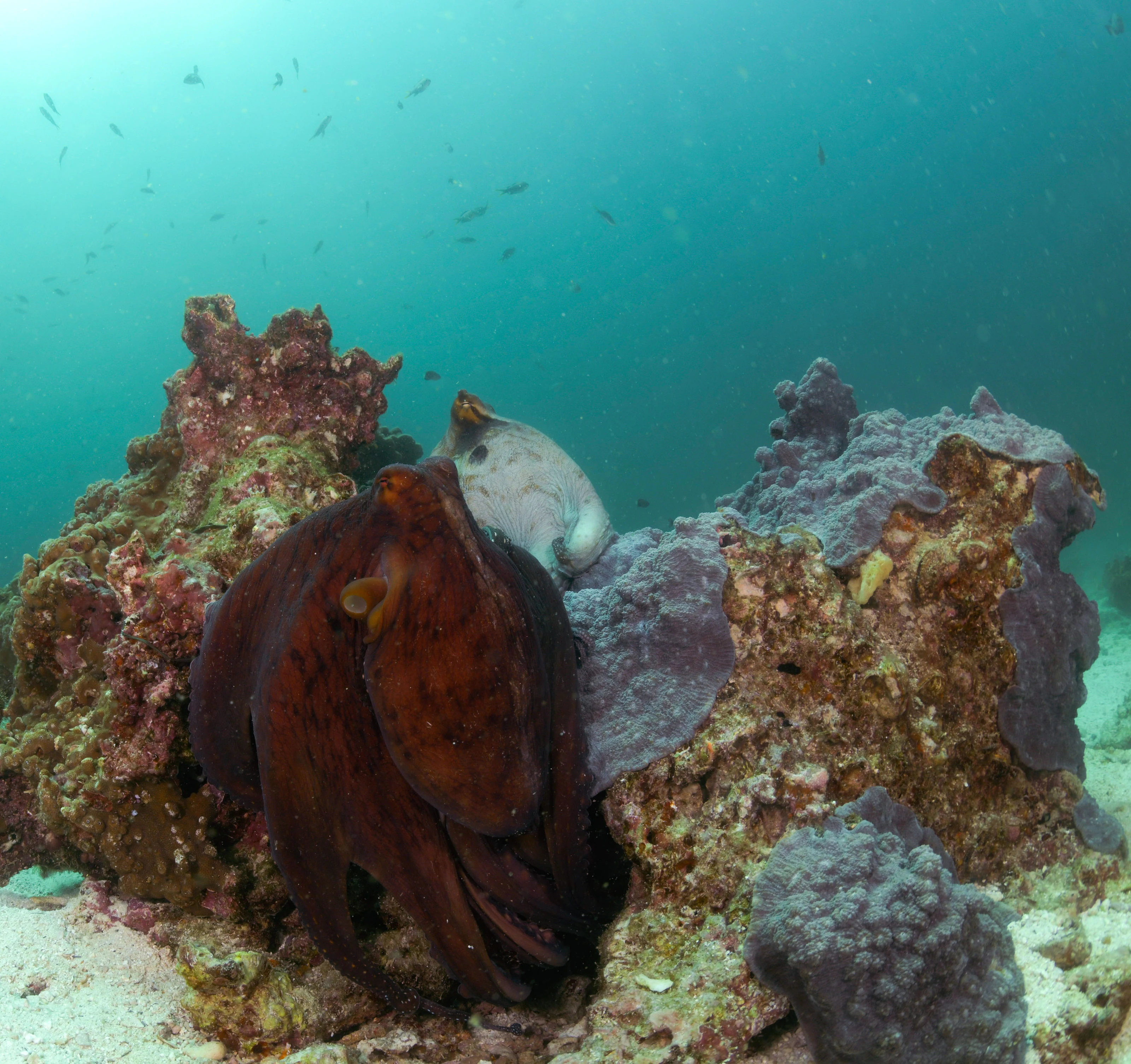 Octopus on the reef