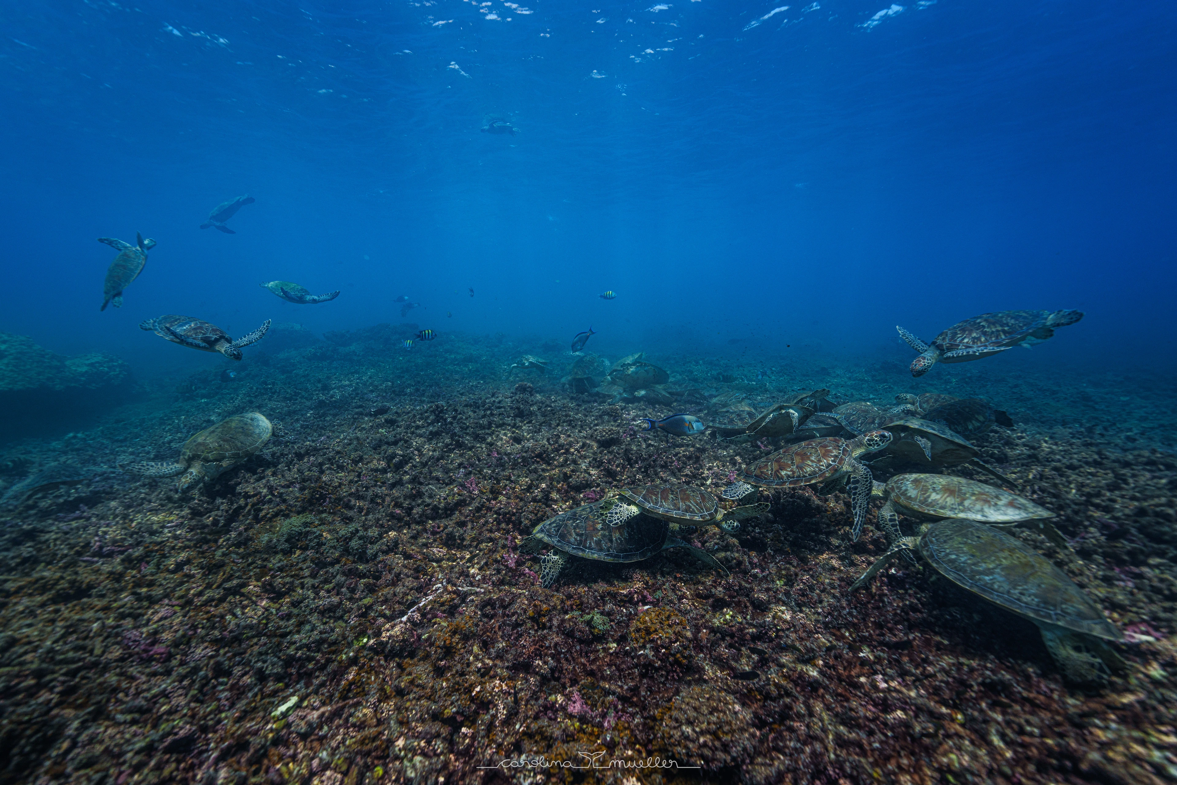Green turtles gathered over the reef