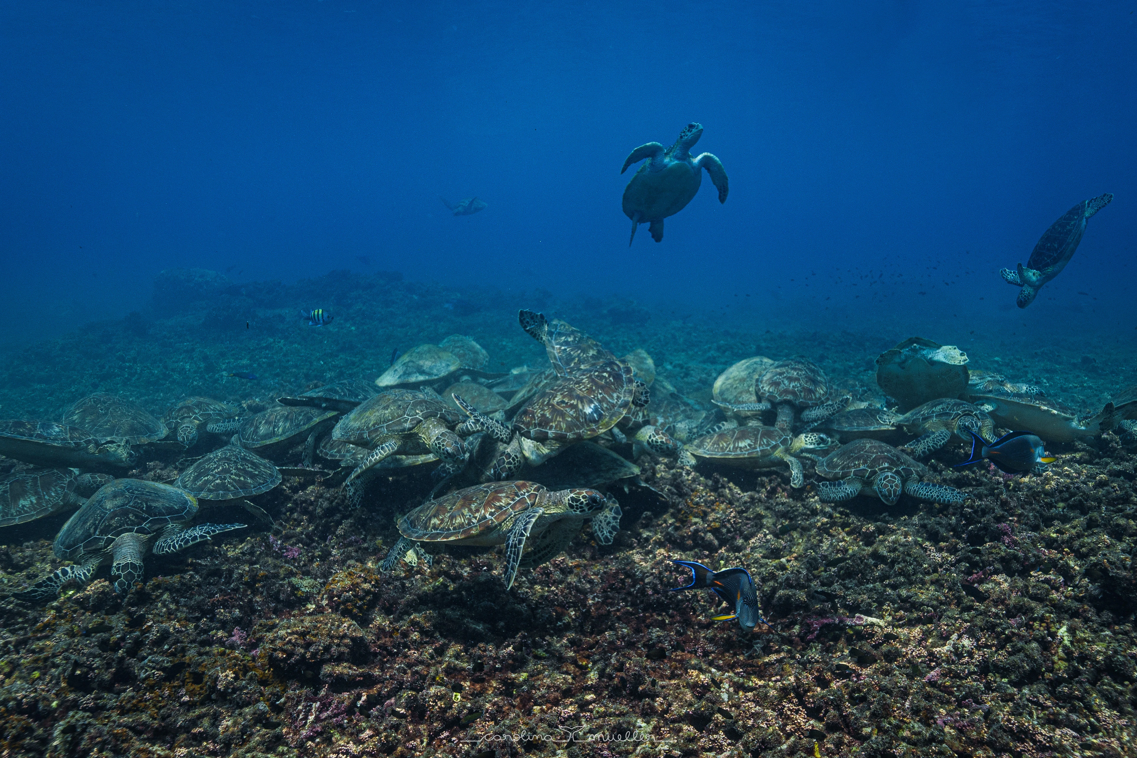 Green turtles resting and swimming over the reef