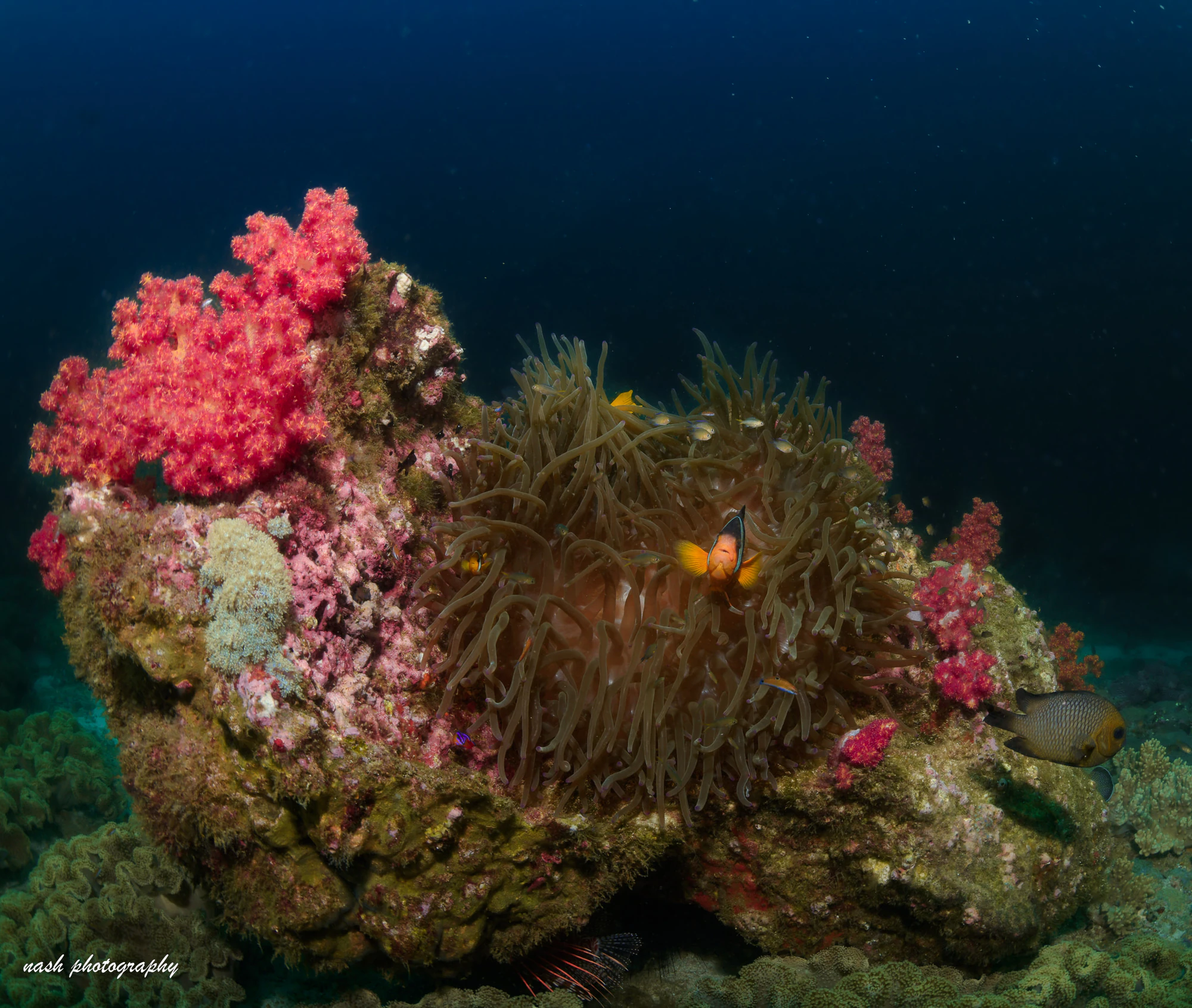 Anemone and pink soft coral on a rock