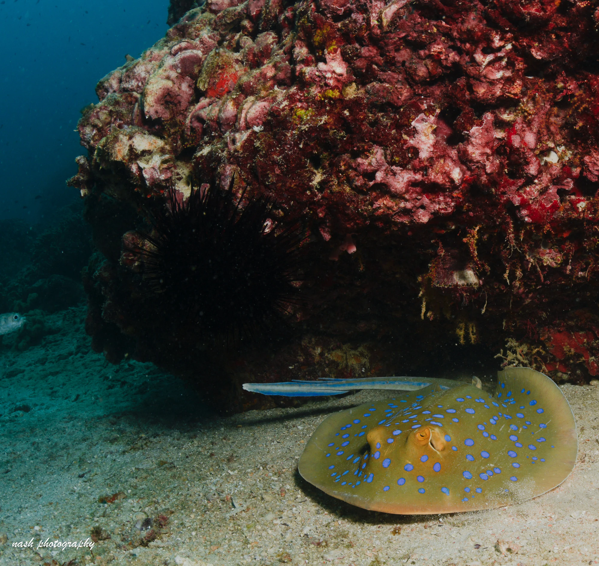 Blue-spotted stingray under a coral ledge