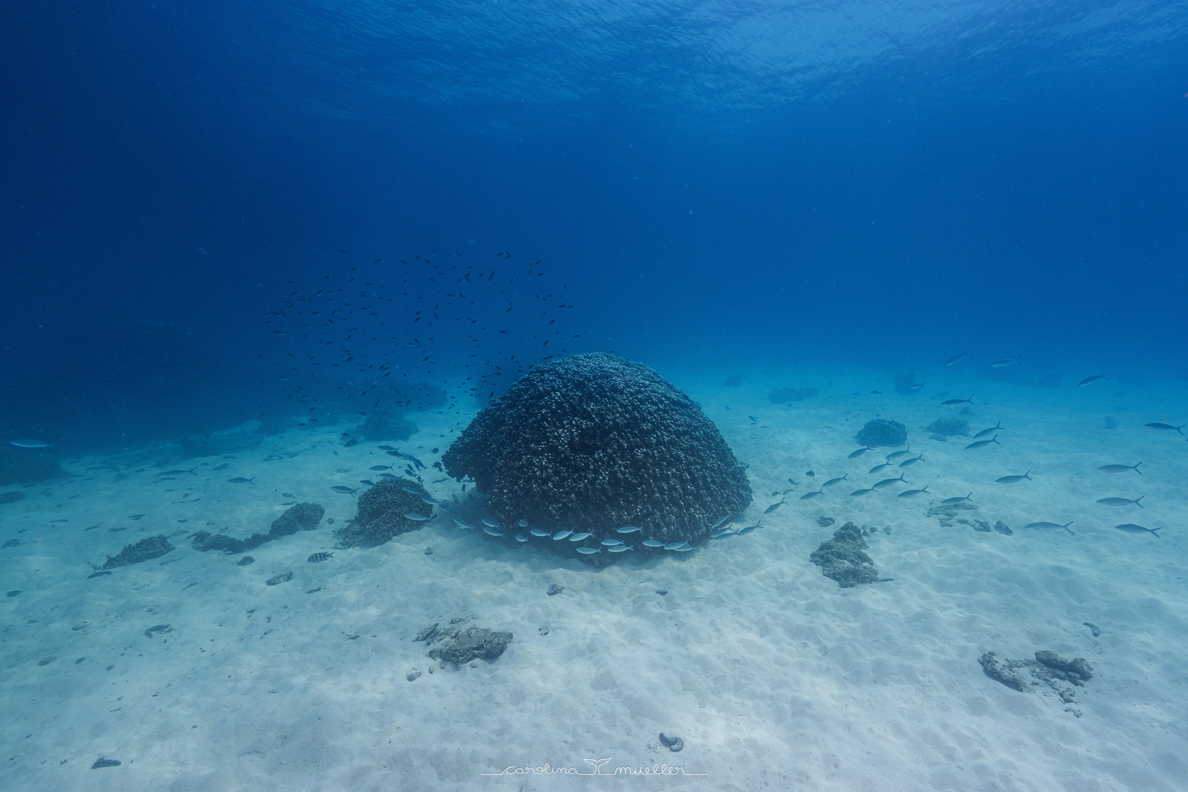 Coral head on white sand with small fish