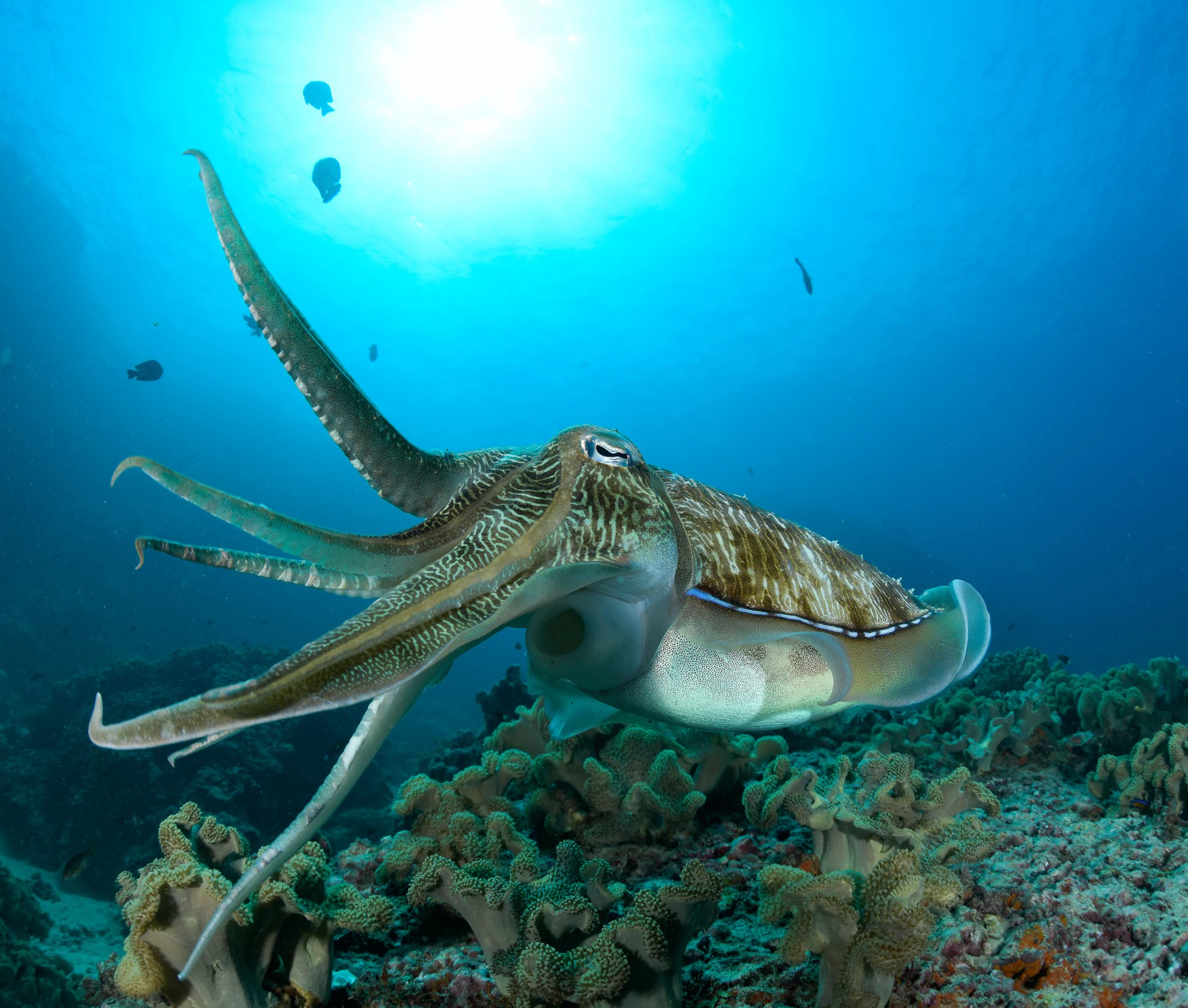 Cuttlefish spreading its arms