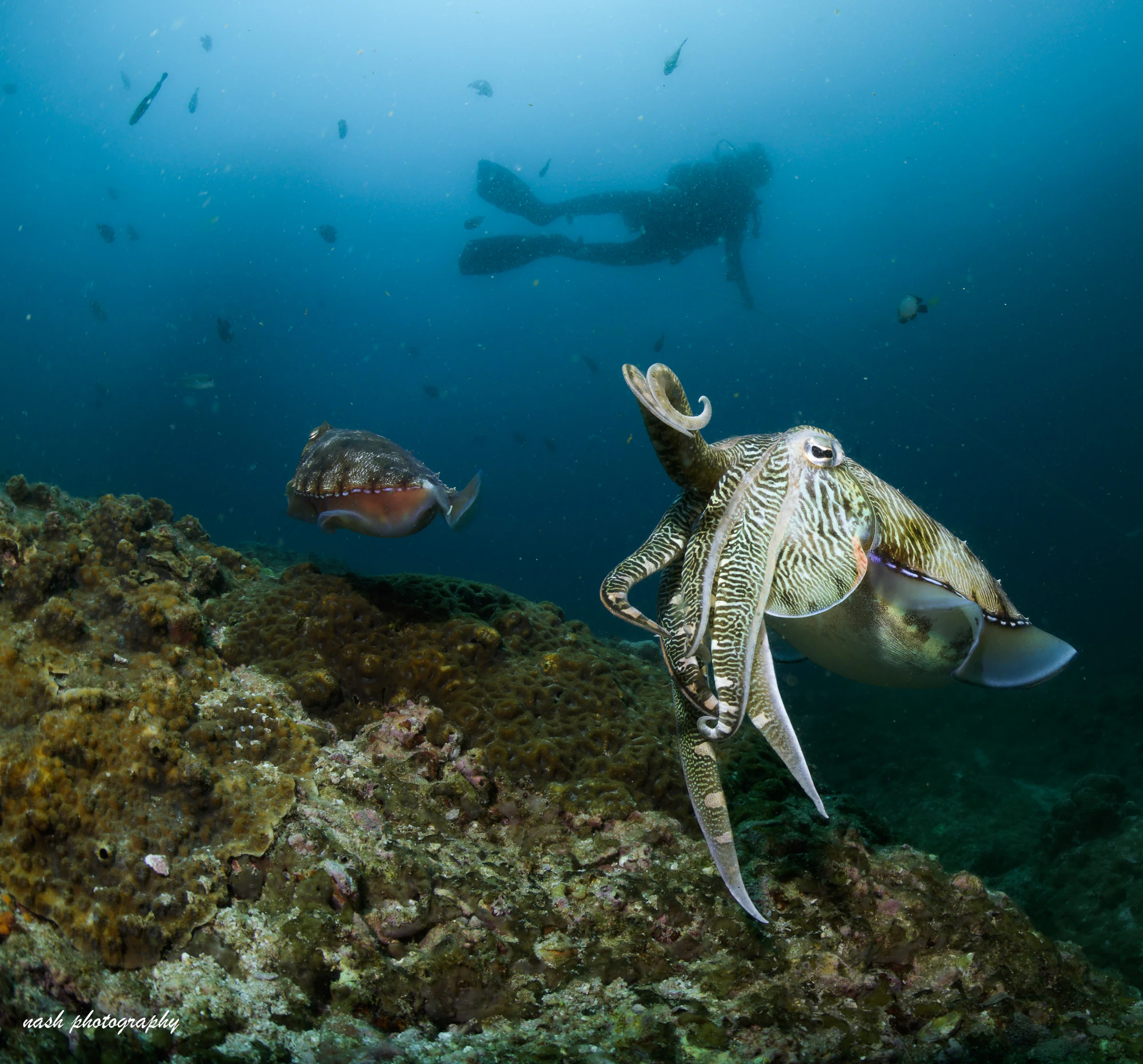 Cuttlefish with a diver in the distance