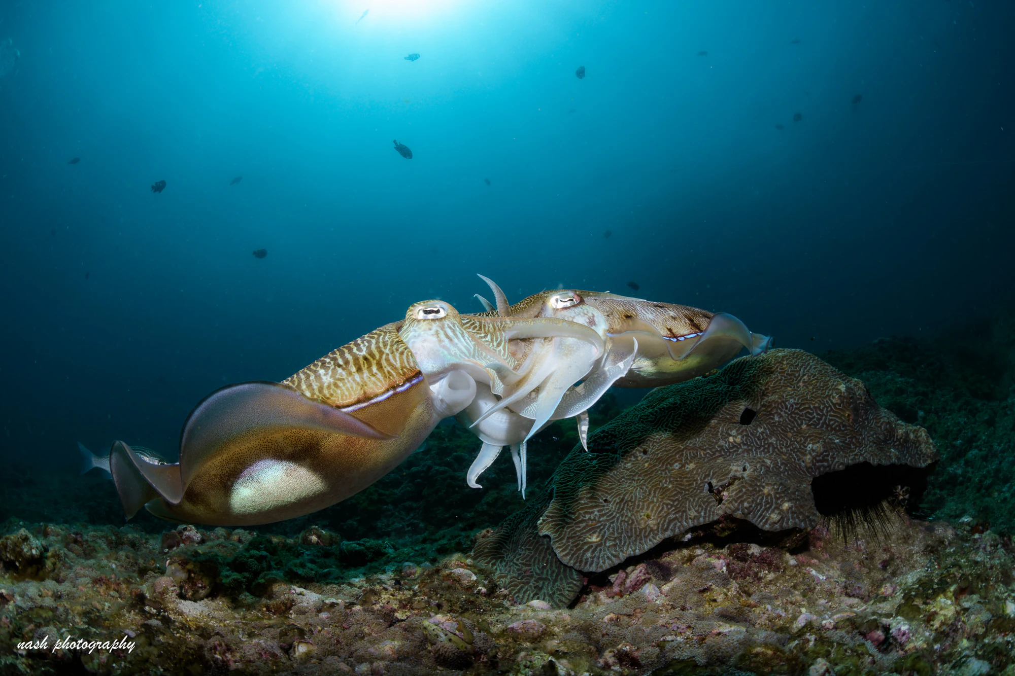 Pair of cuttlefish over the reef