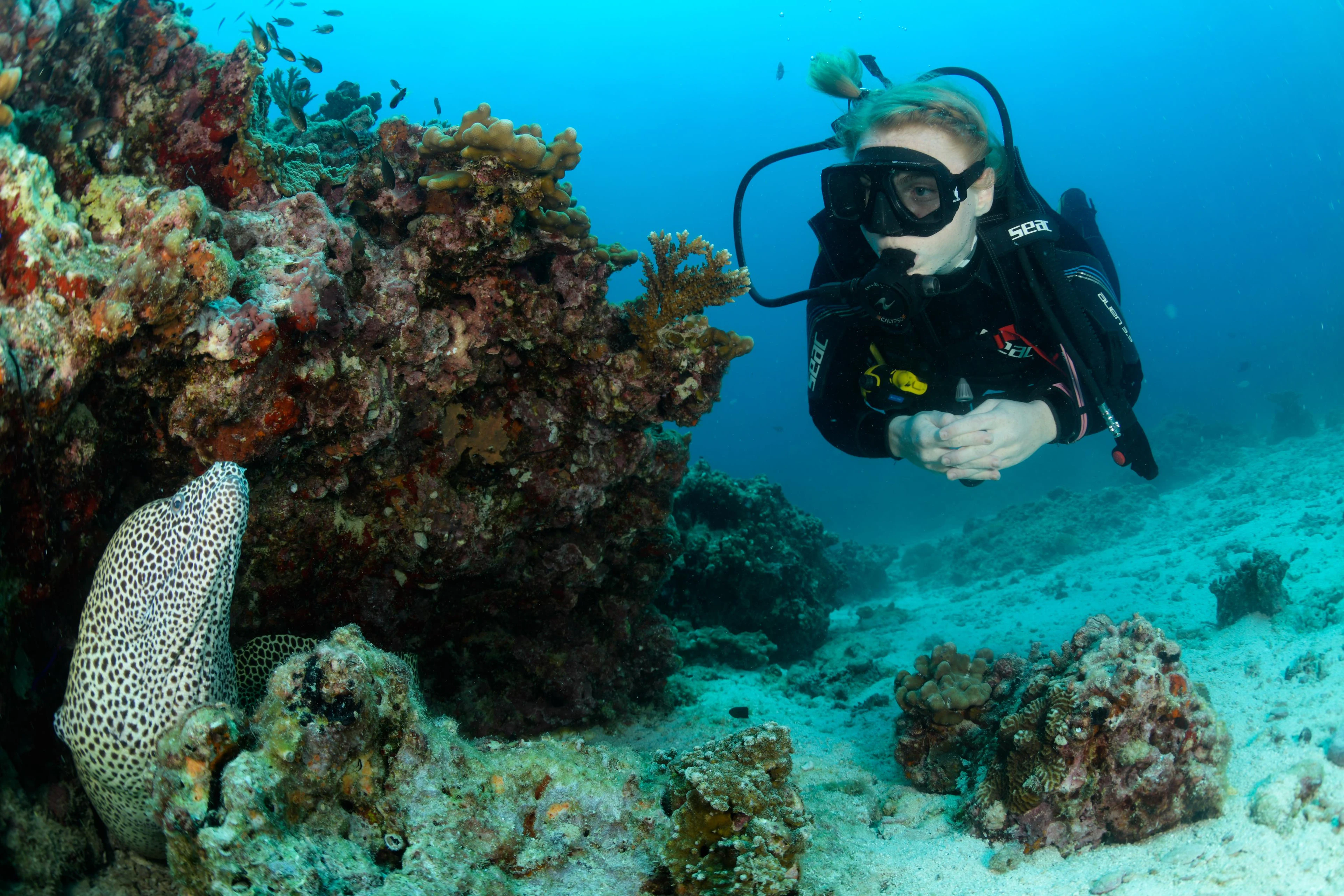 Diver meeting a moray eel on the reef