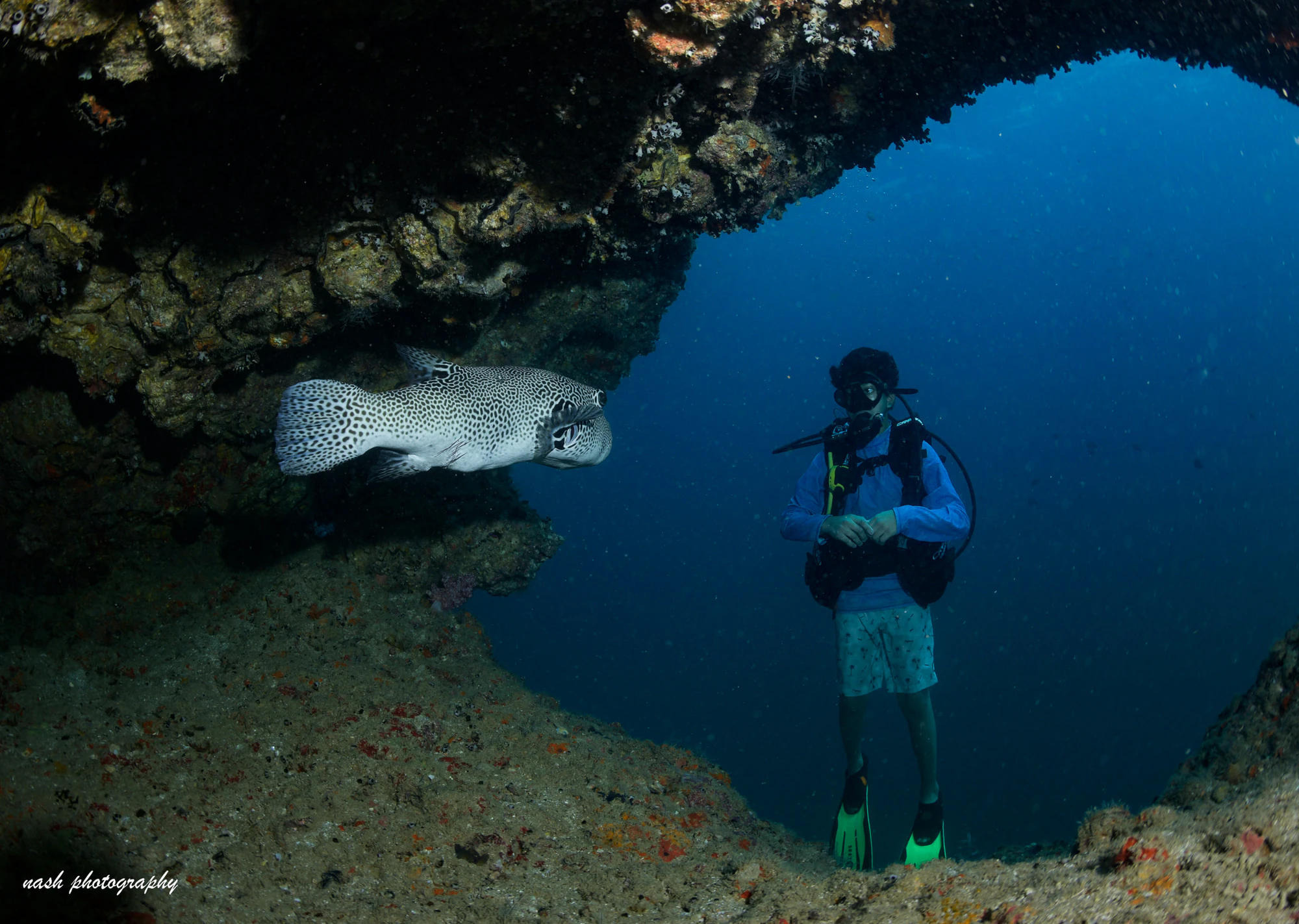Diver and a pufferfish at a cave mouth