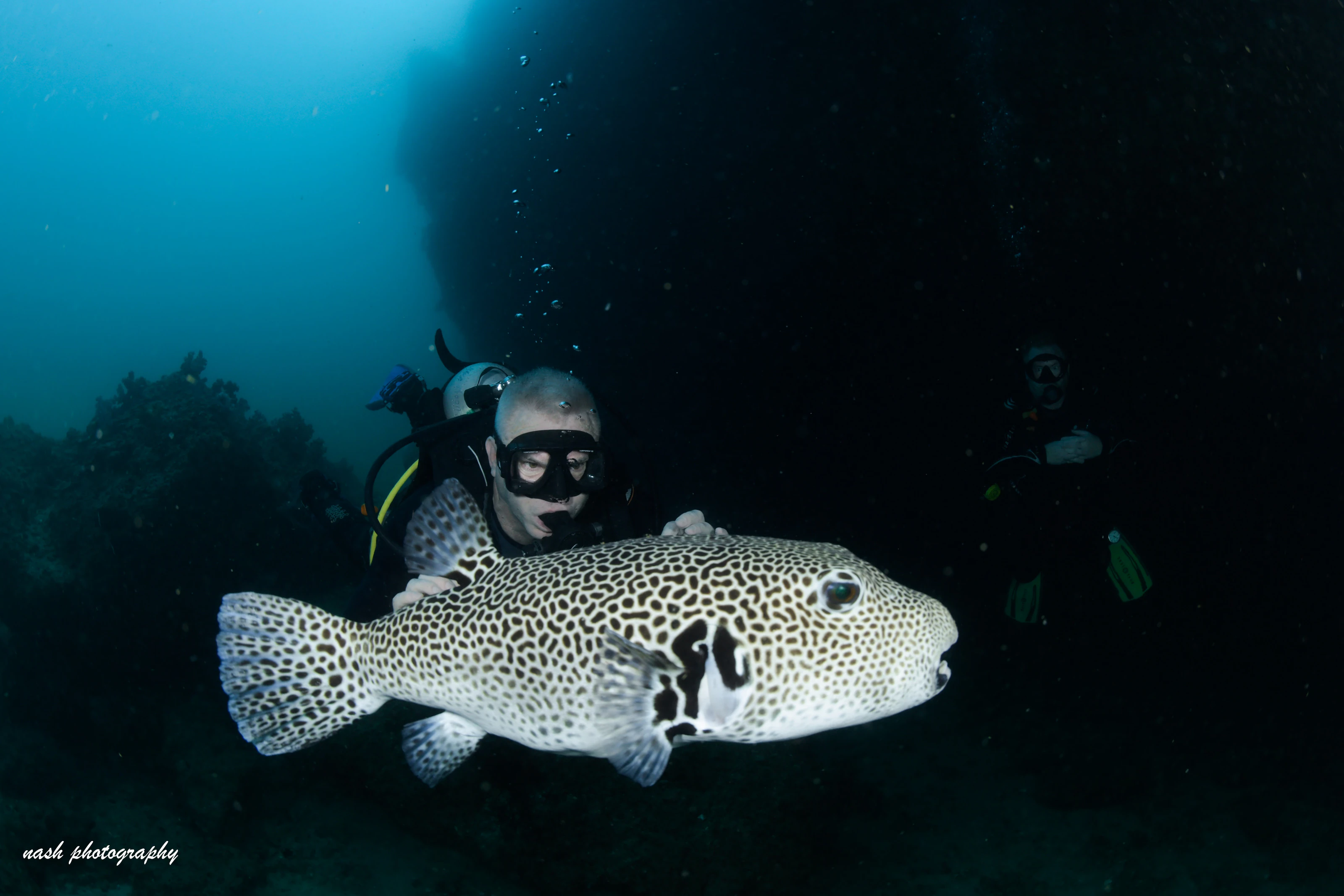 Diver with a starry pufferfish