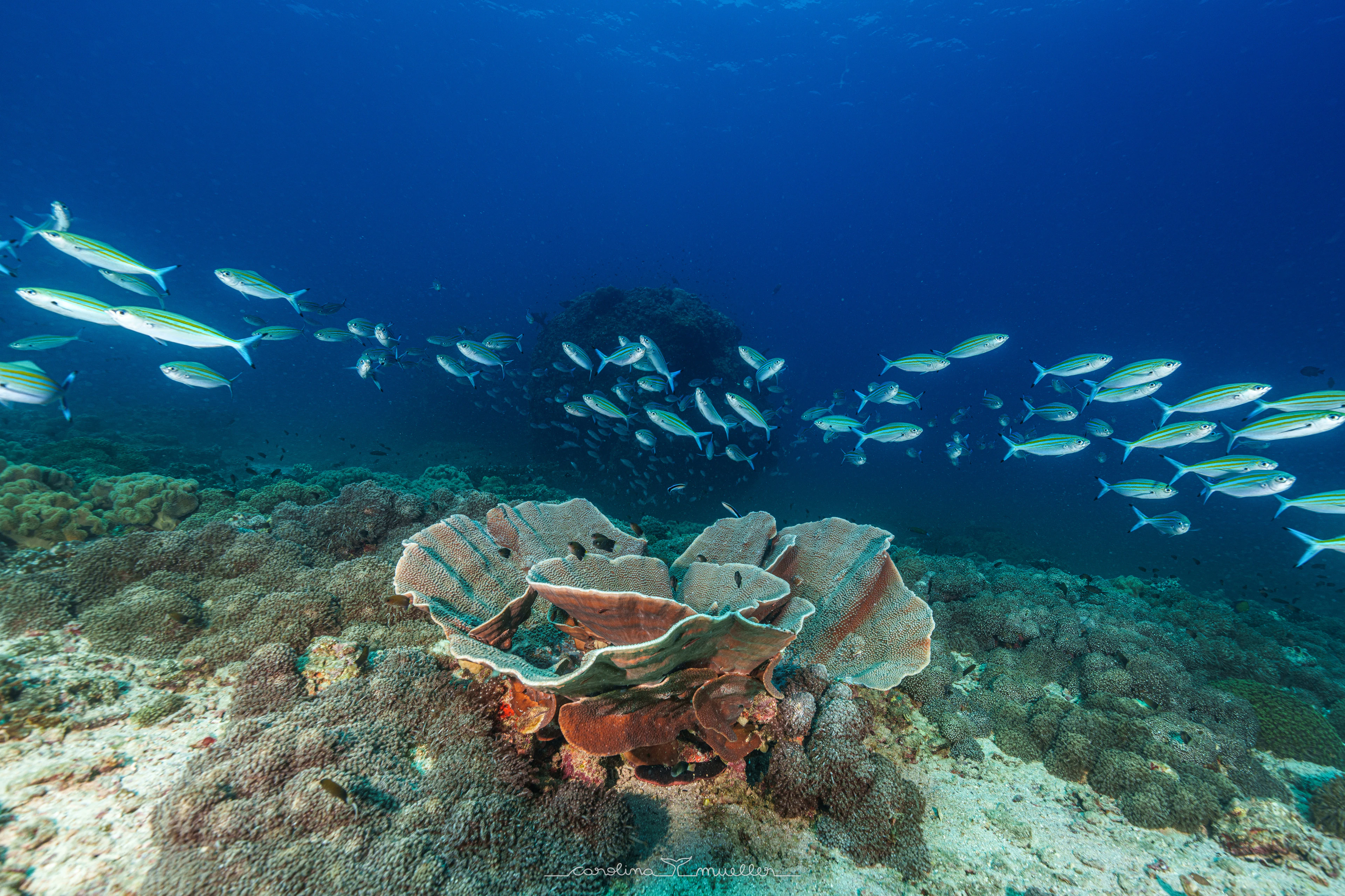 School of fish over a table coral
