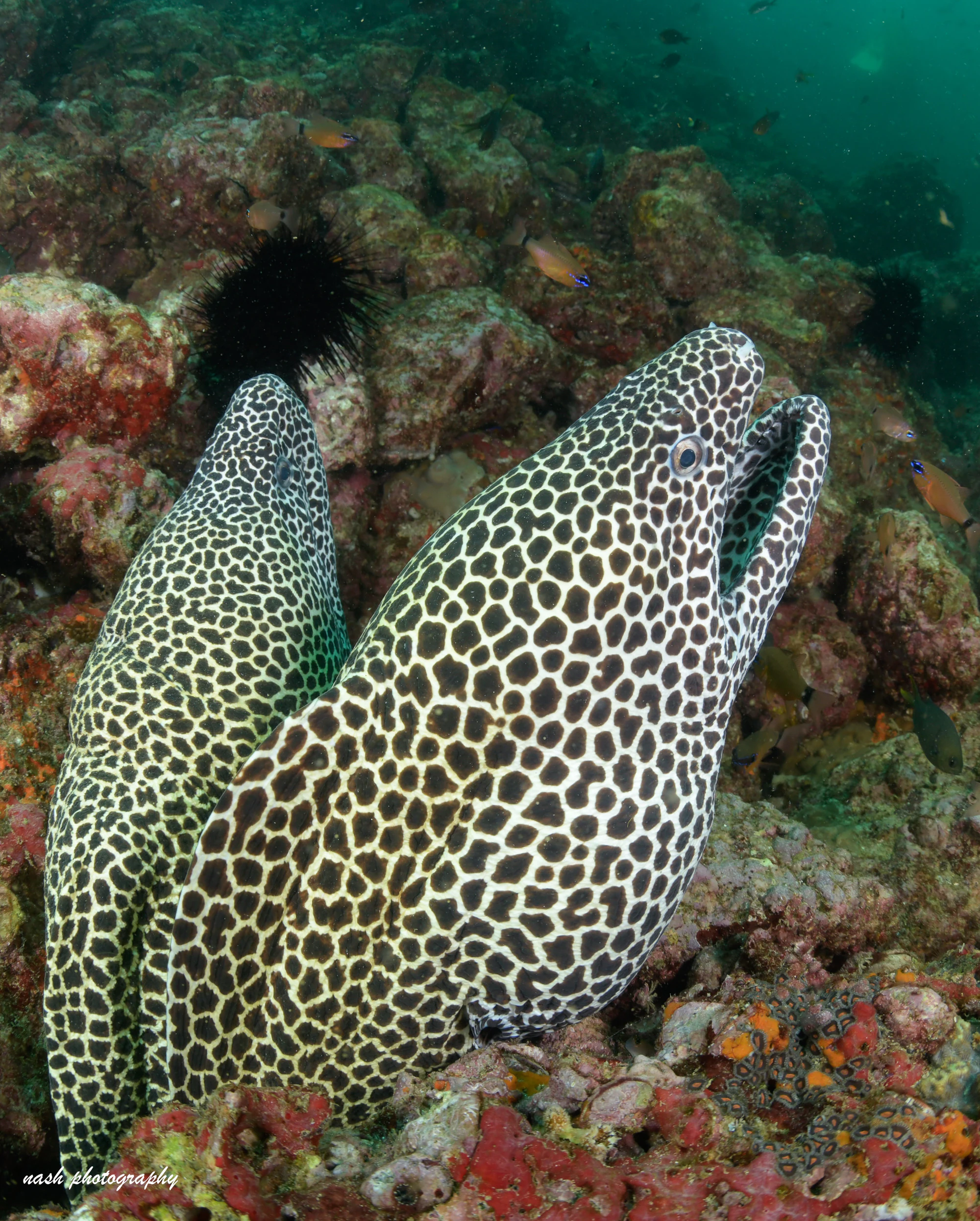 Honeycomb moray eel close up