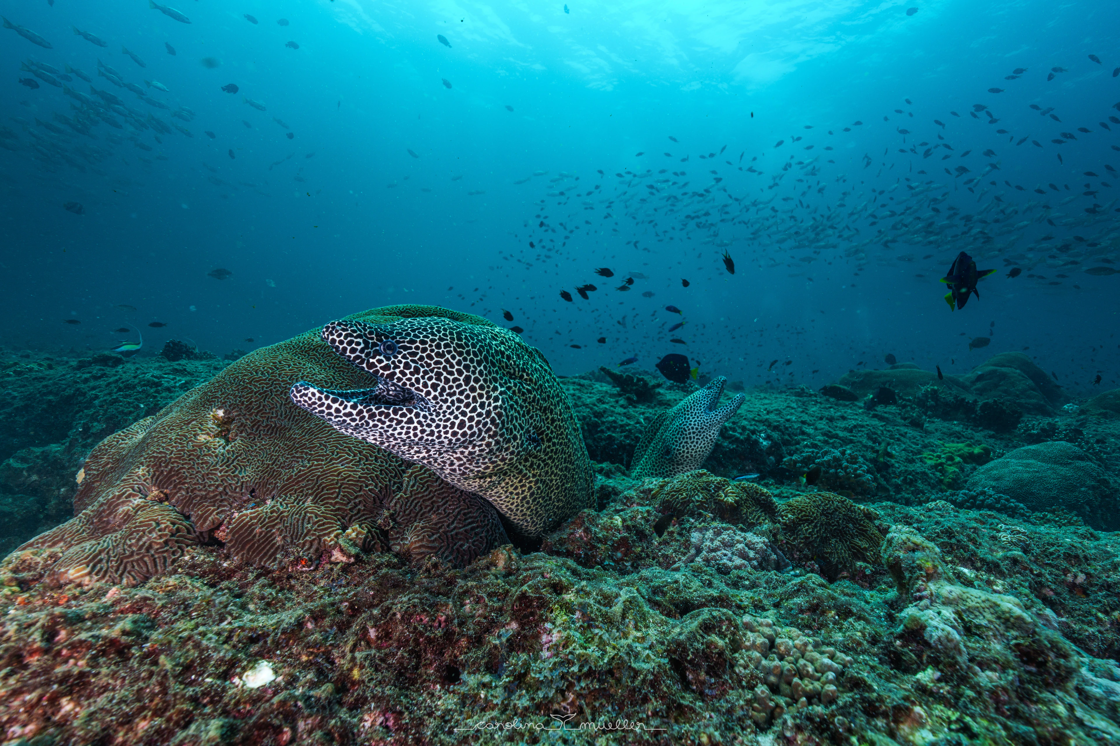 Honeycomb moray eel on the reef