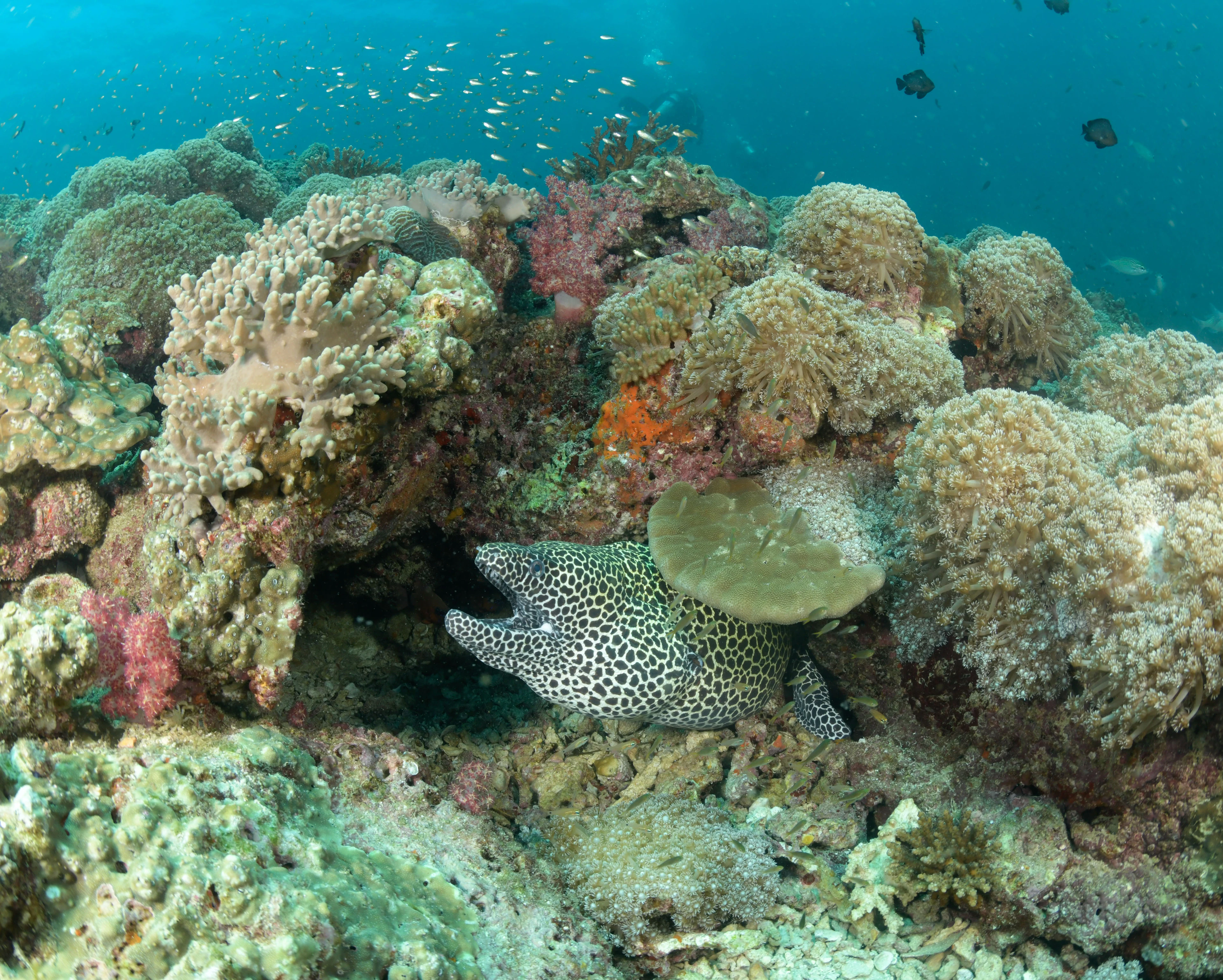 Moray eel looking out from the coral