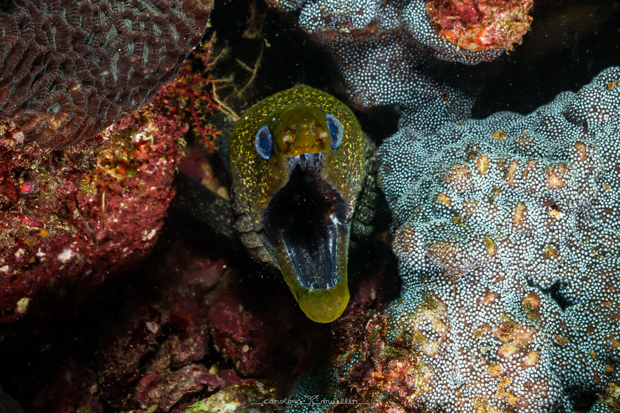 Moray eel with its mouth open in the coral