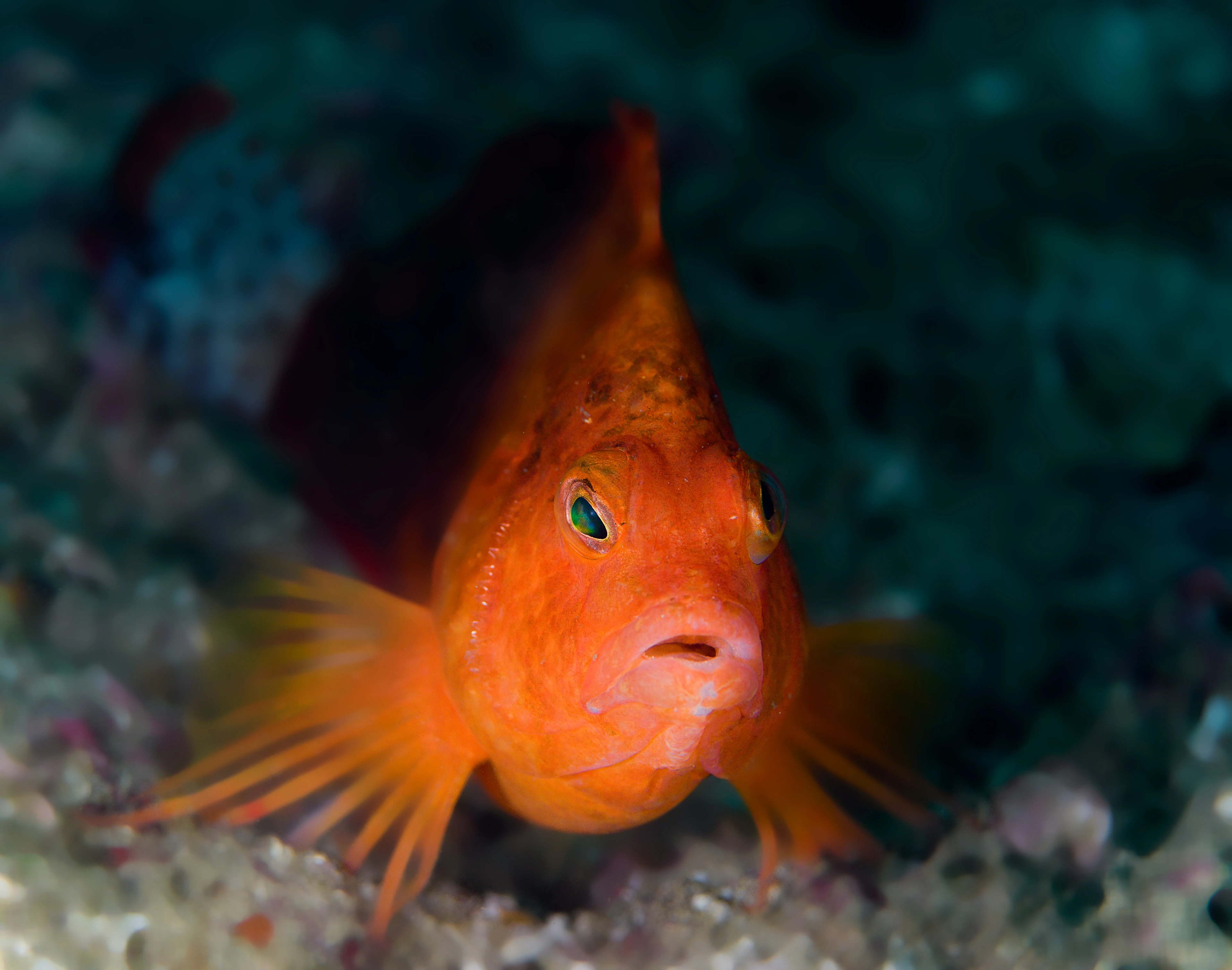 Bright orange reef fish close up