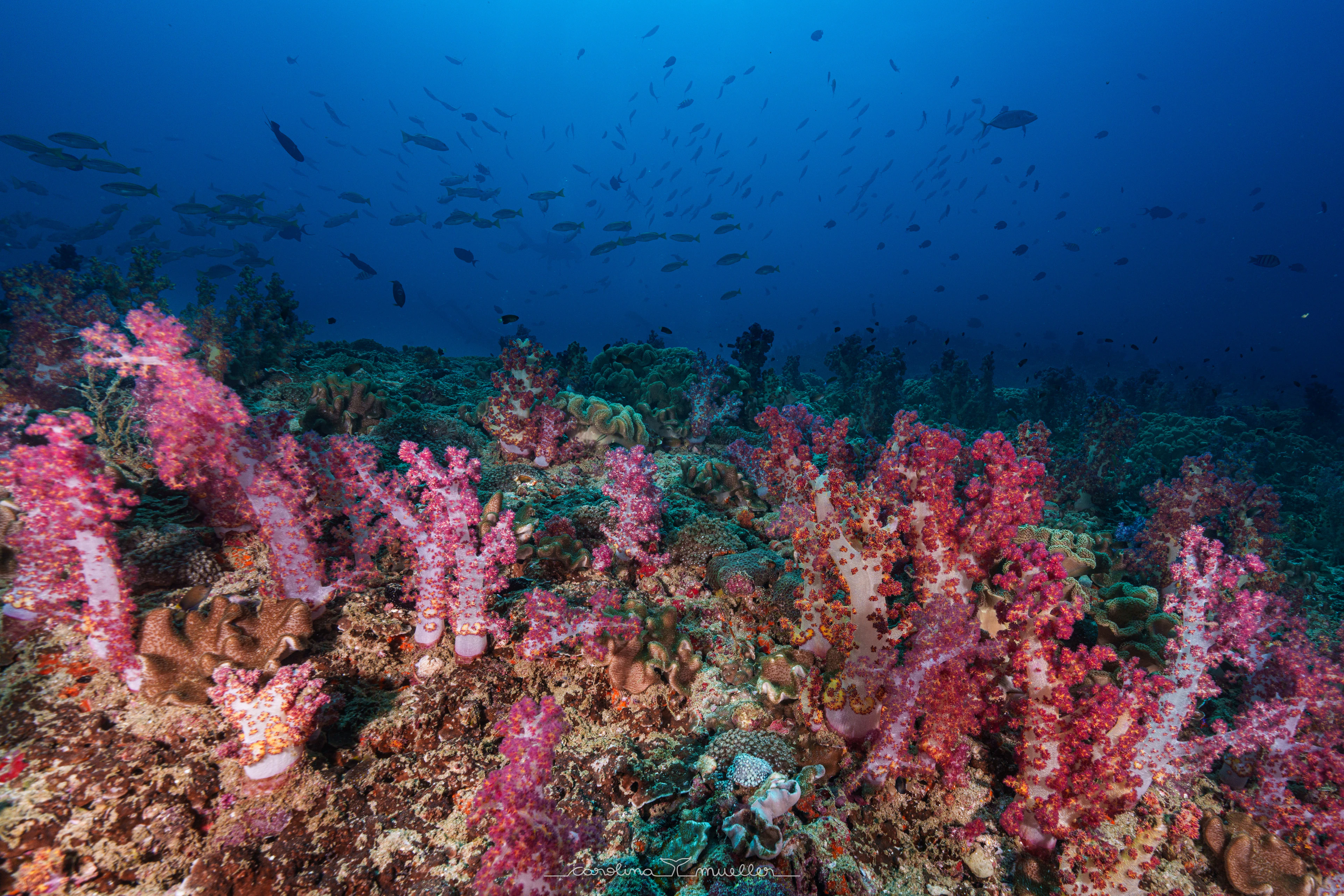 Pink soft corals and reef fish