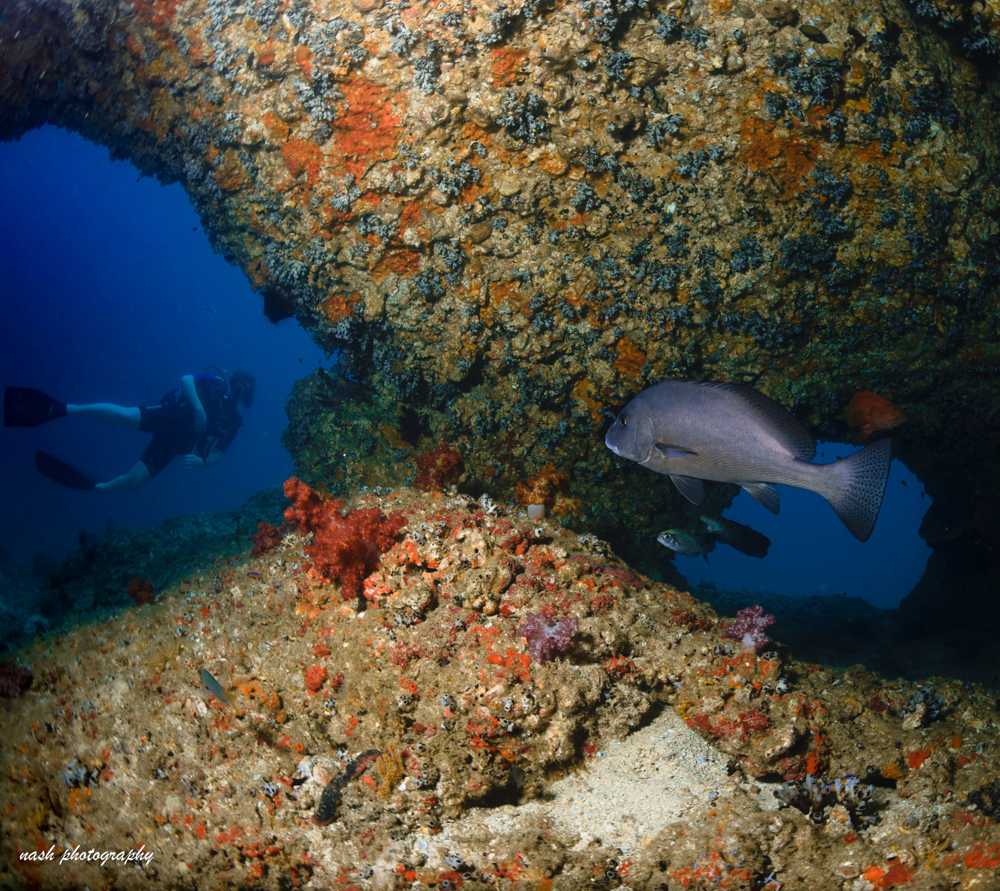 Fish swimming out of a reef cave