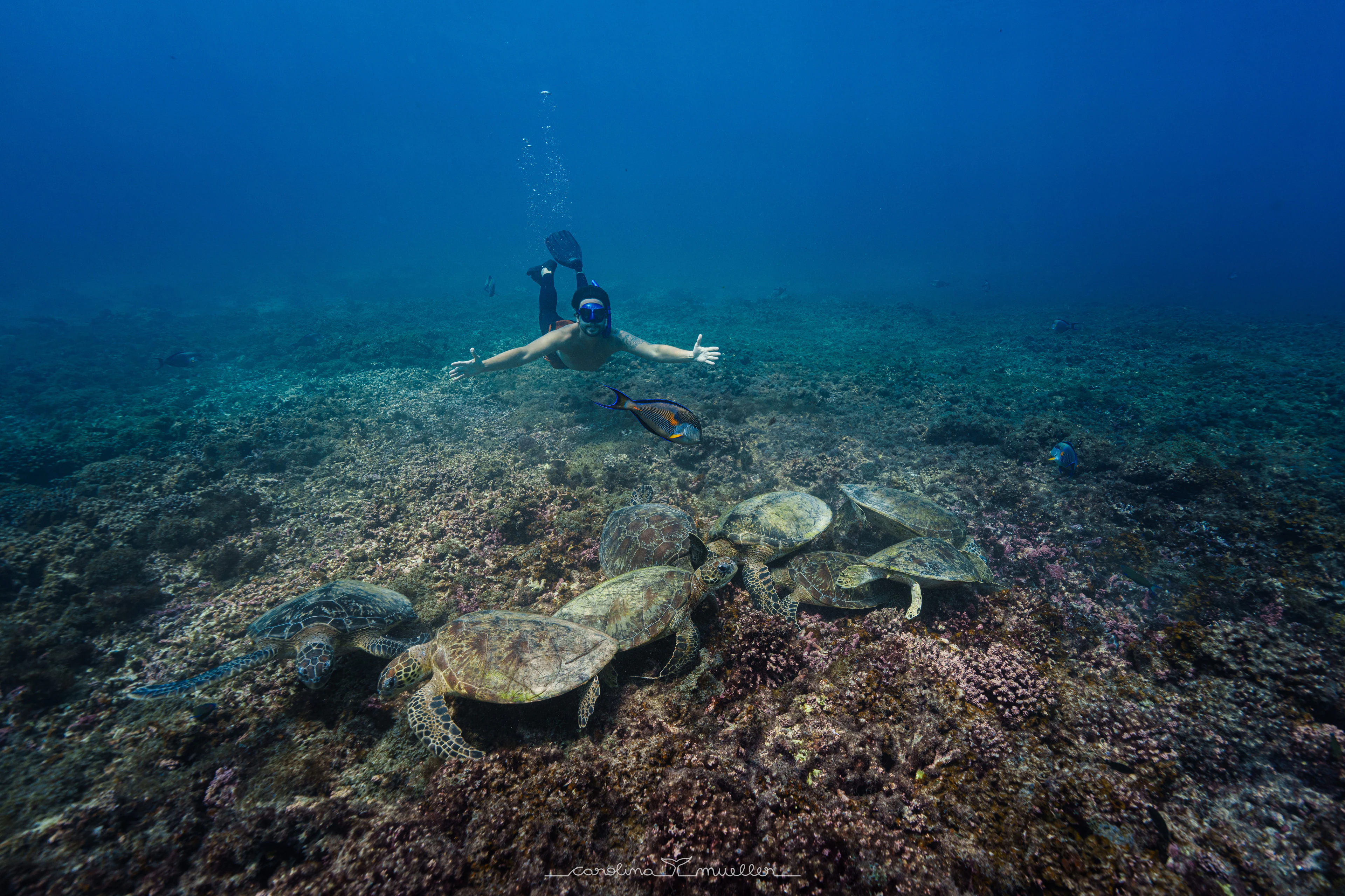 Snorkeler above green turtles on the reef