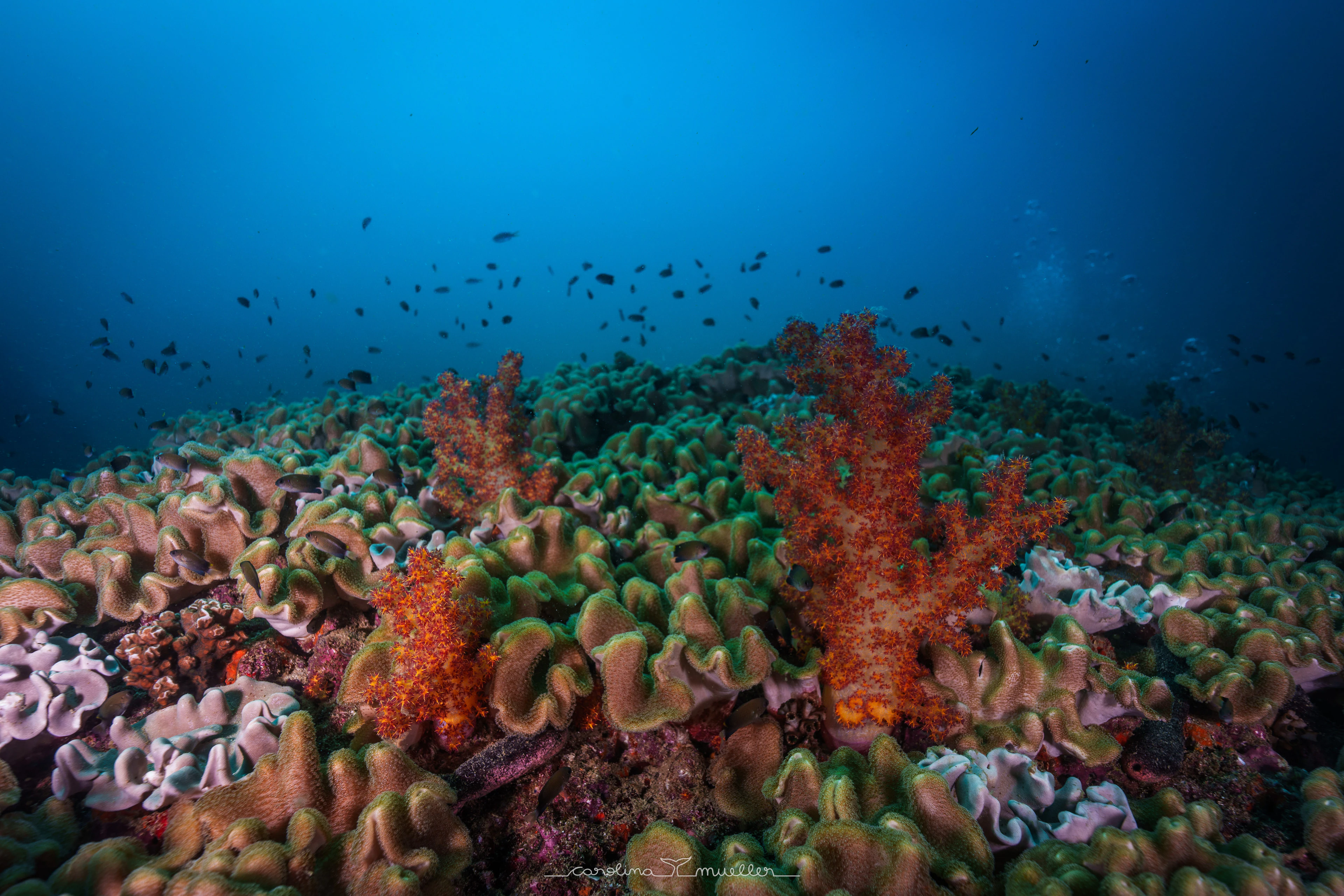 Orange soft corals and reef fish