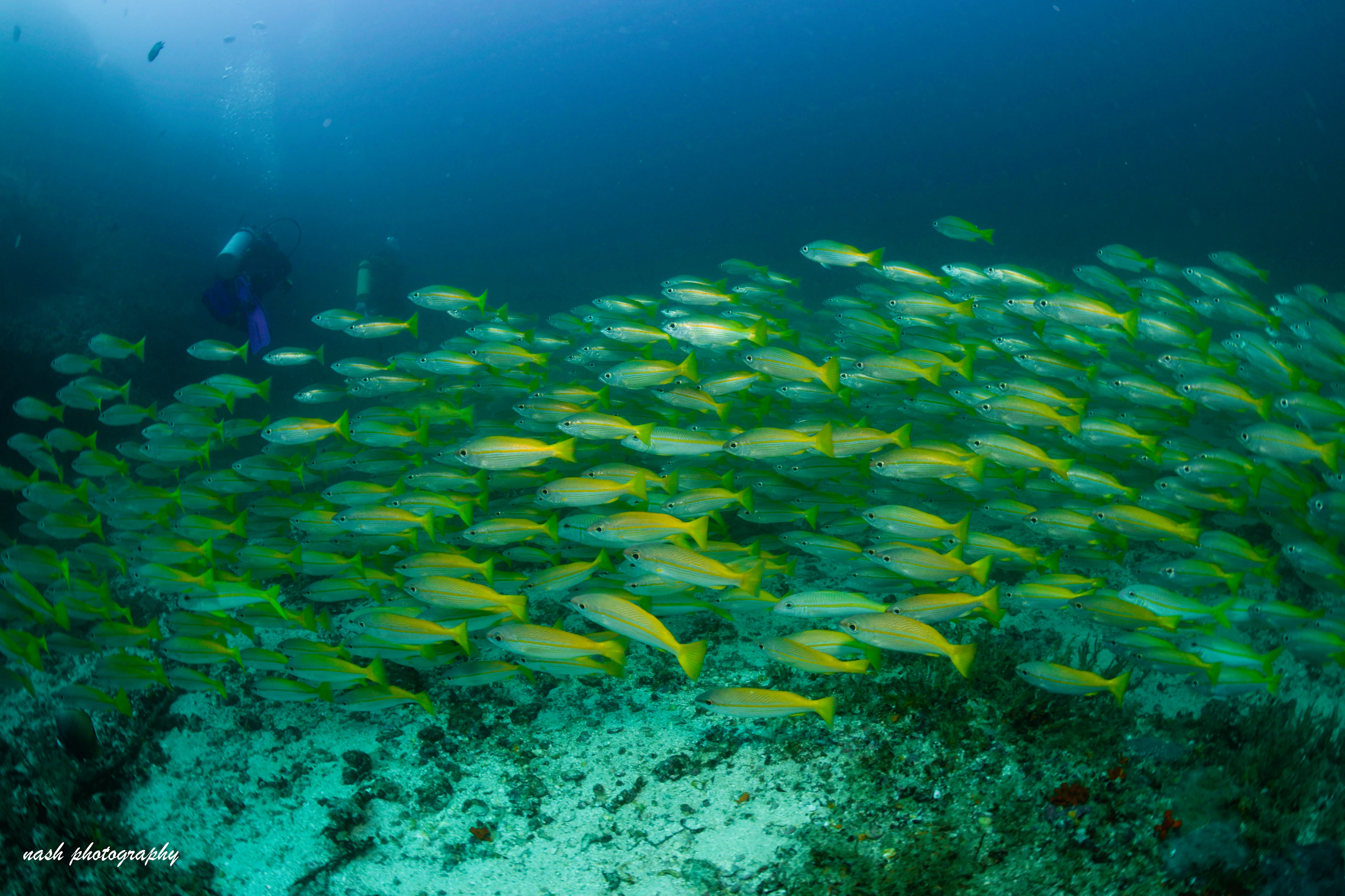 School of yellow snappers over the reef