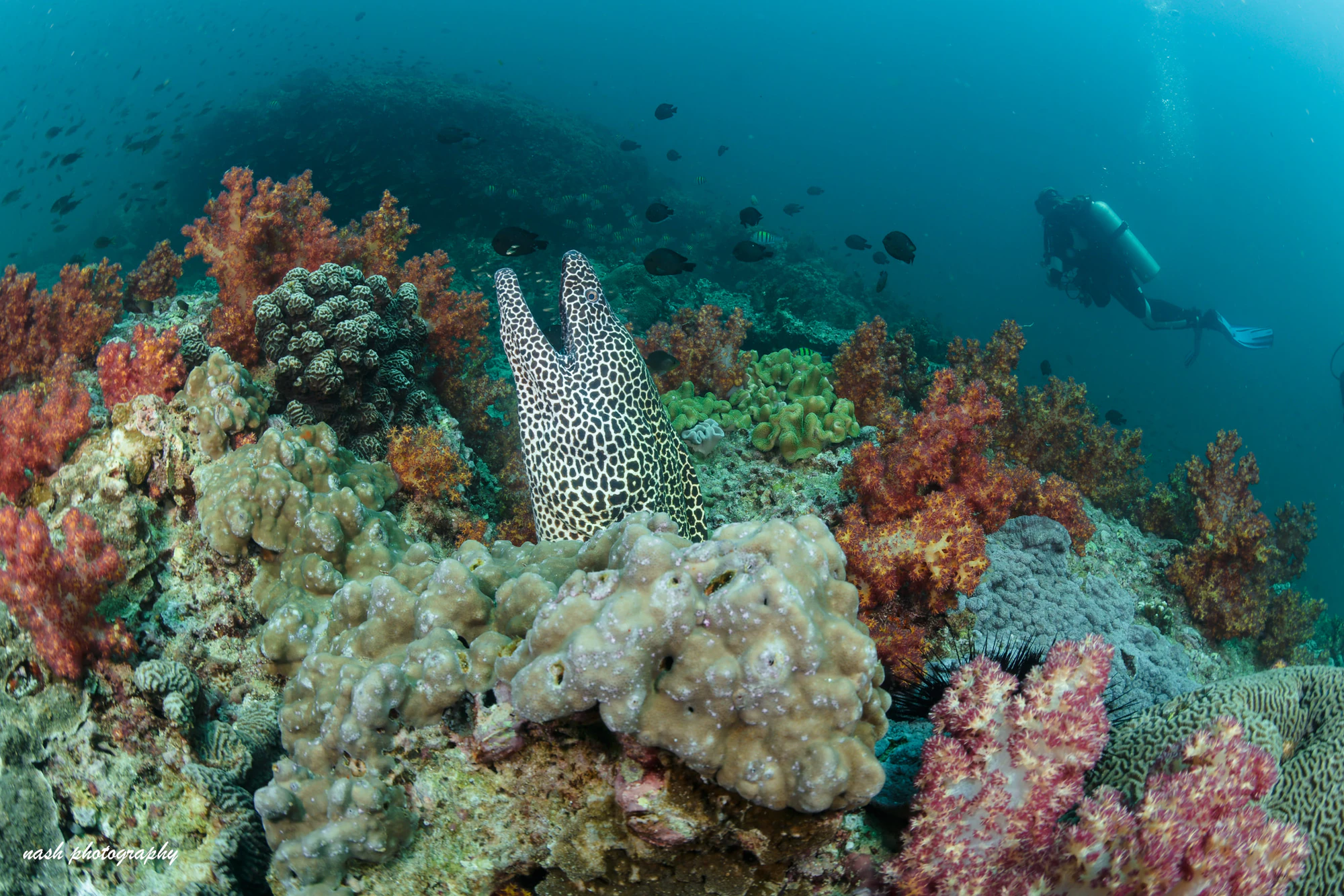 Moray eel in colourful coral with a diver behind