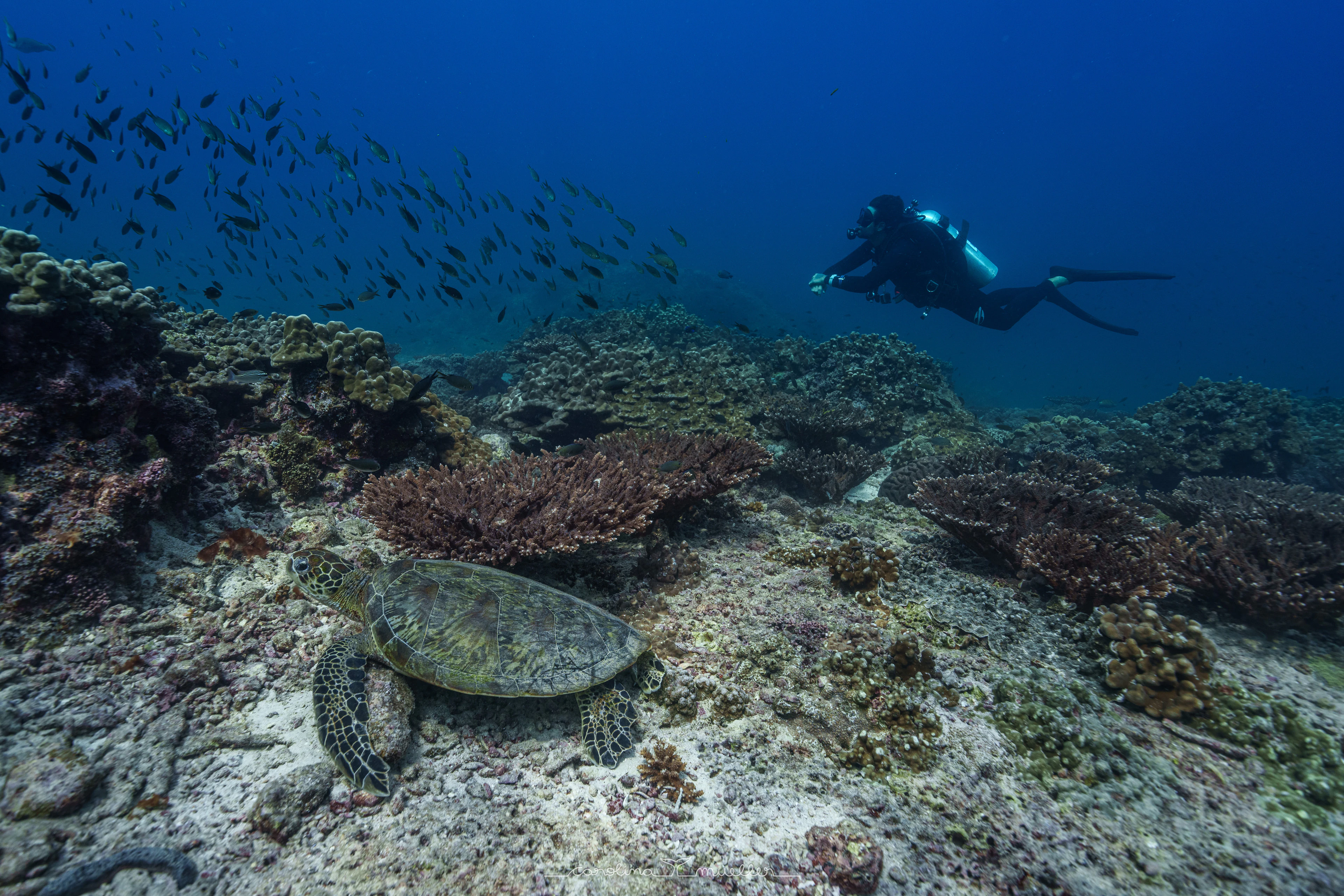 Diver above a green turtle resting on the reef