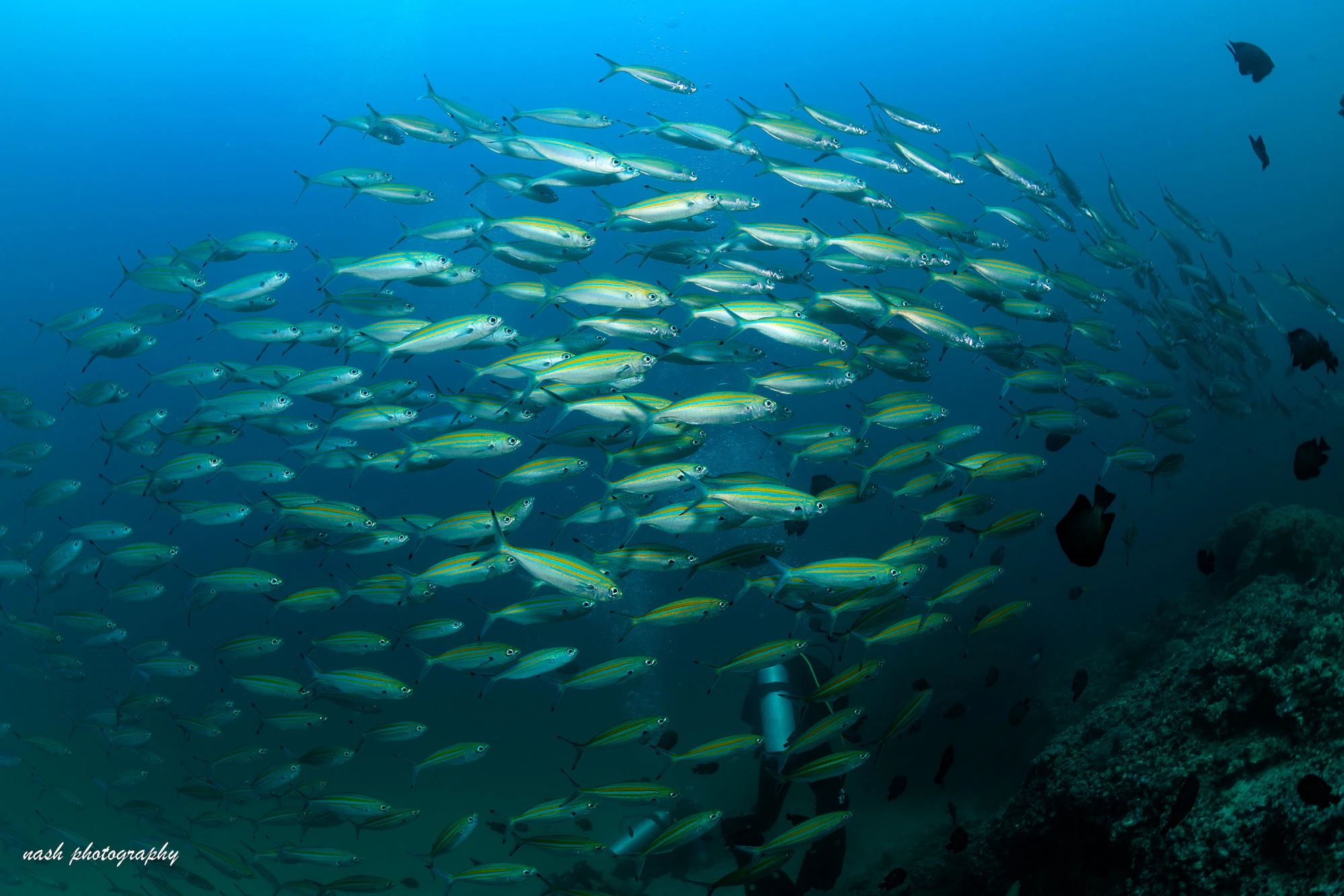 School of fish over the reef