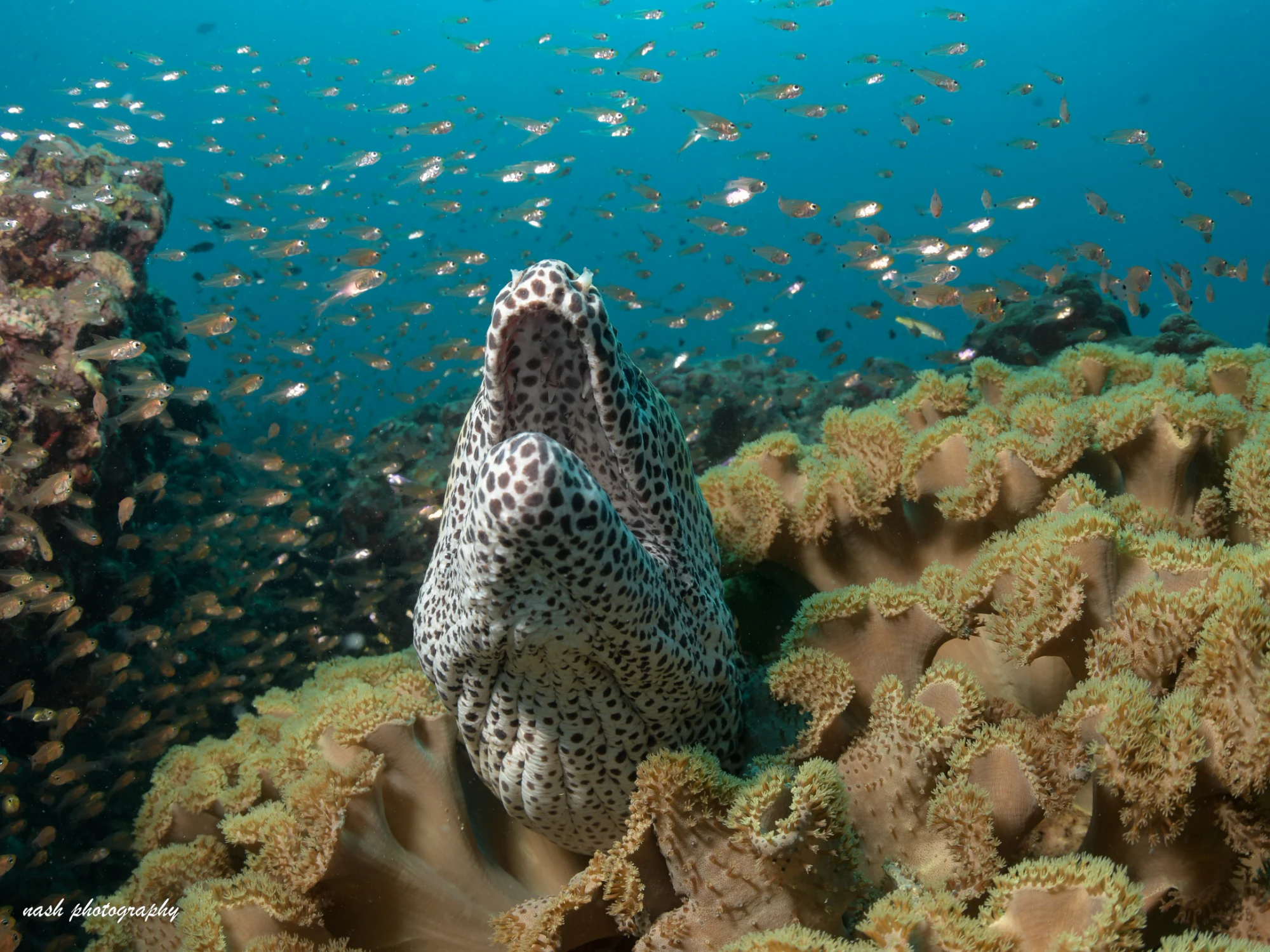 Moray eel among soft corals and a cloud of small fish
