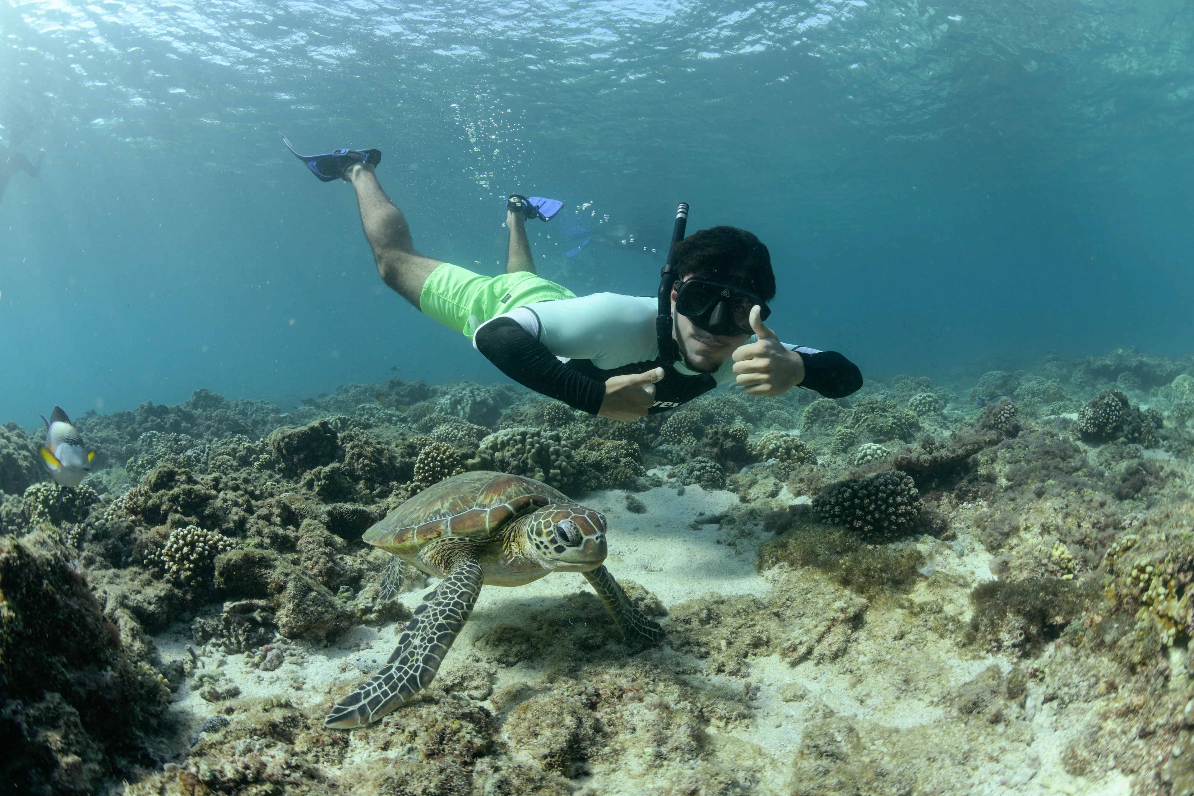 Snorkeler swimming with a green turtle over the reef