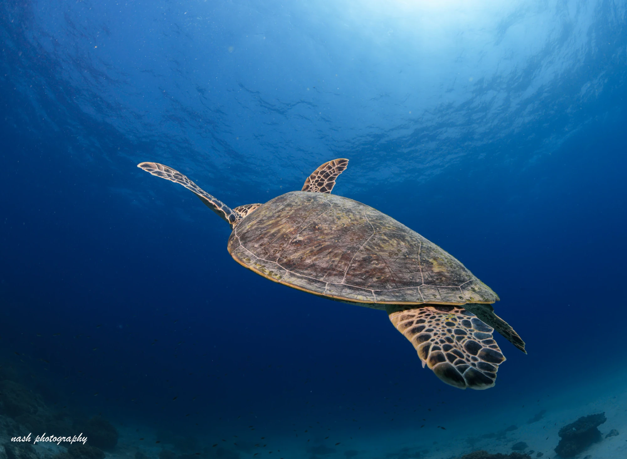 Sea turtle swimming in open blue water