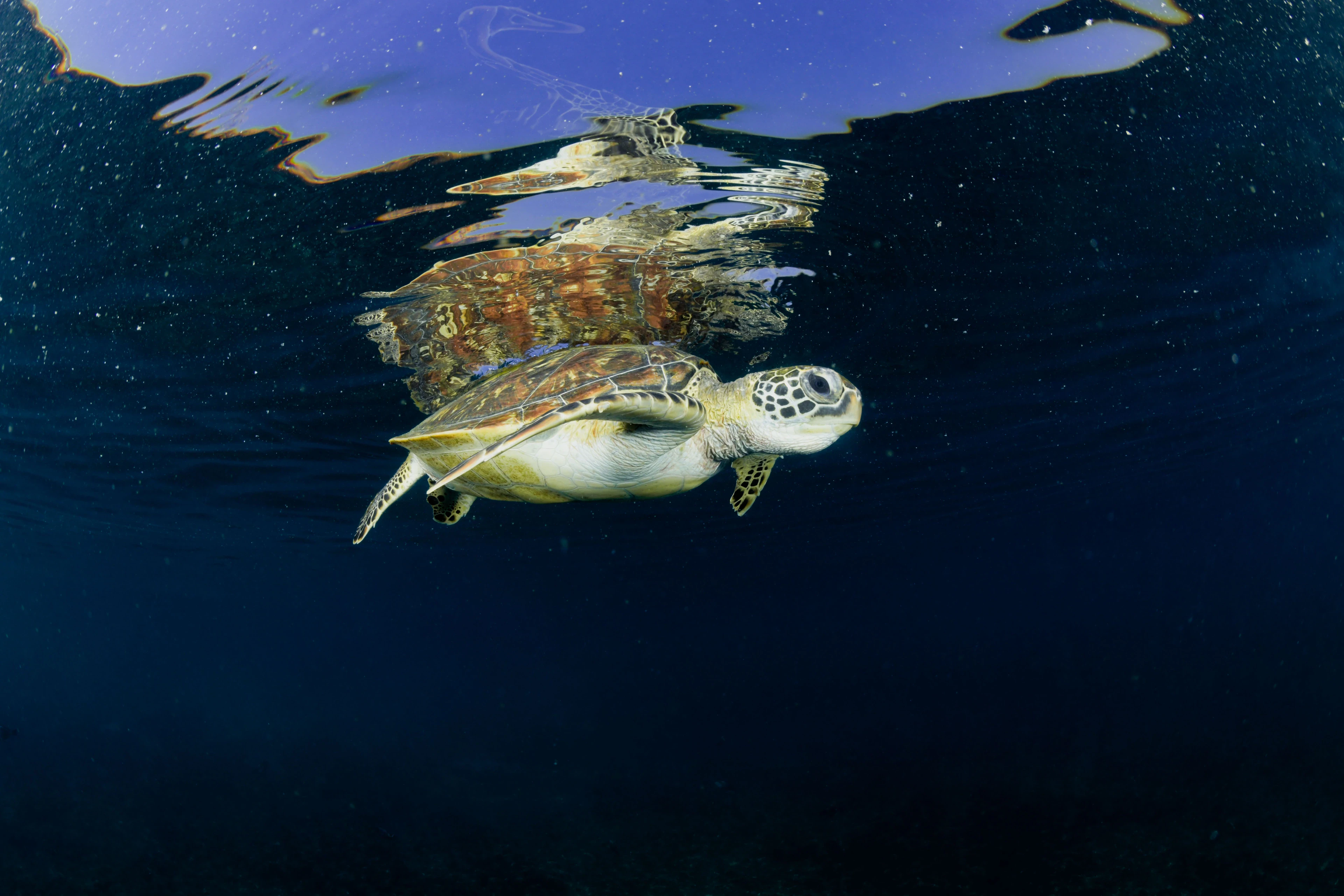 Sea turtle at the surface seen from below