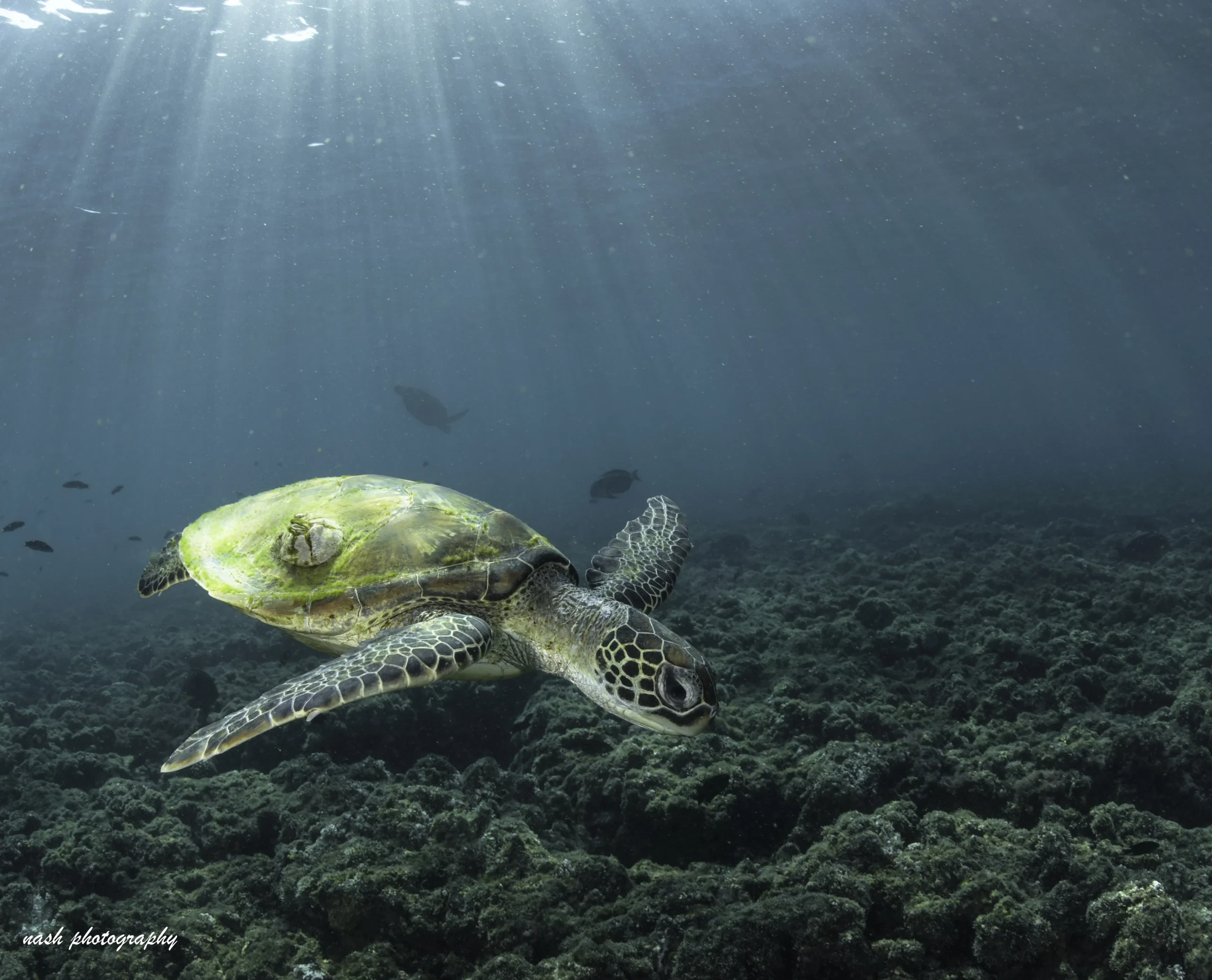 Turtle swimming over the reef at the Daymaniyat Islands