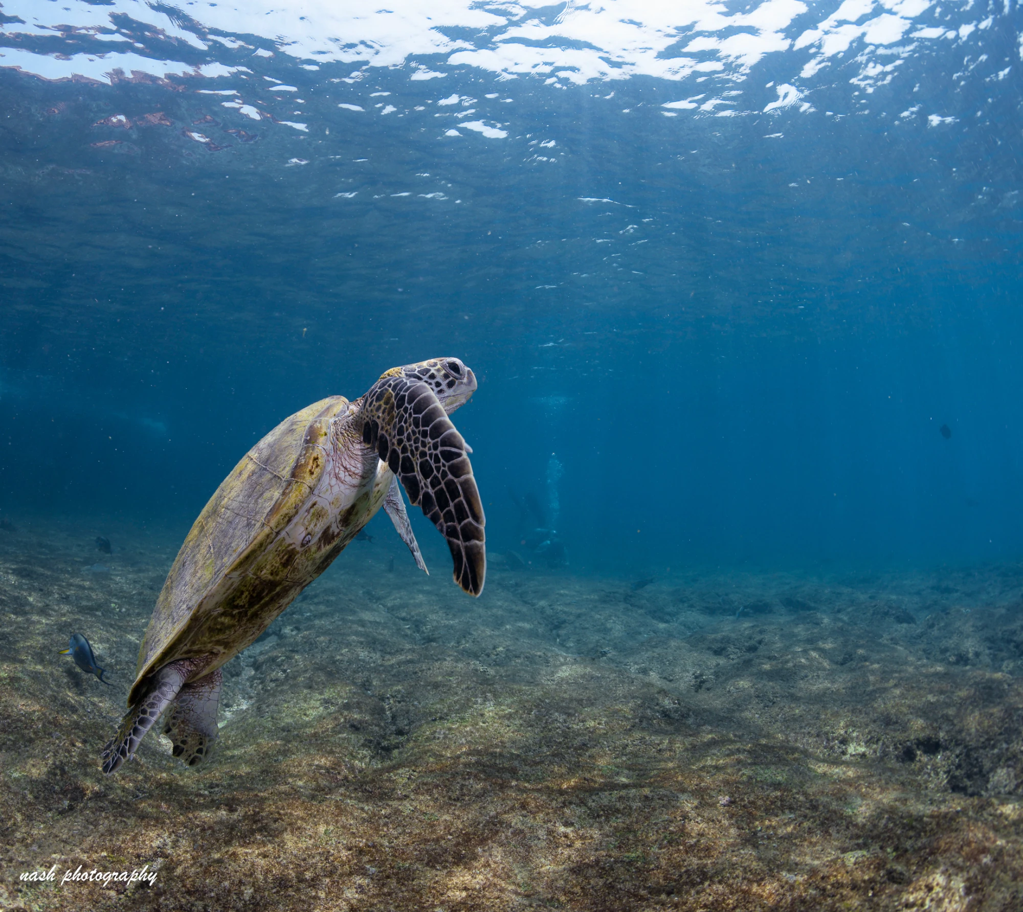Sea turtle swimming up towards the surface in Oman