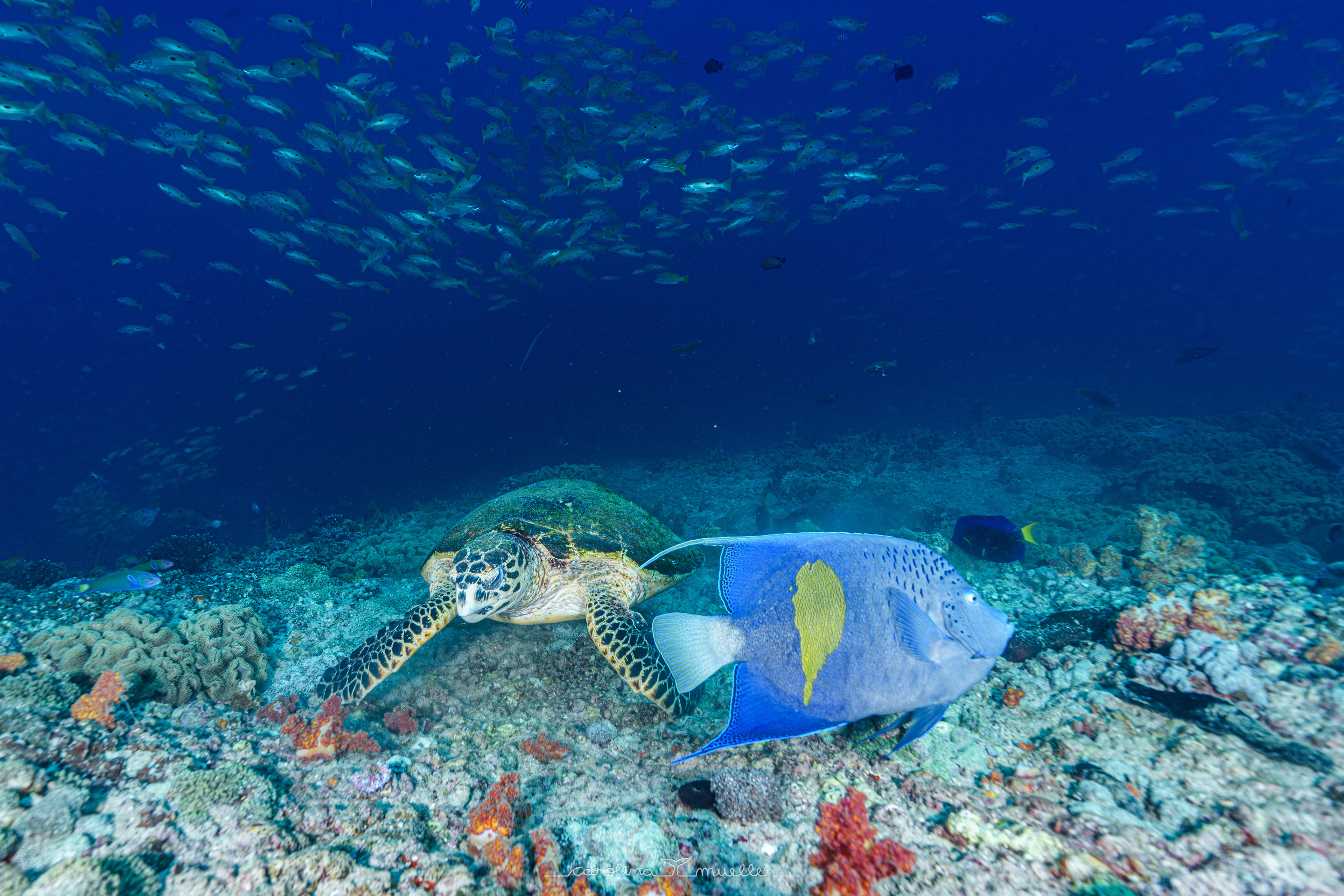 Green turtle and yellowbar angelfish on a coral reef in Oman