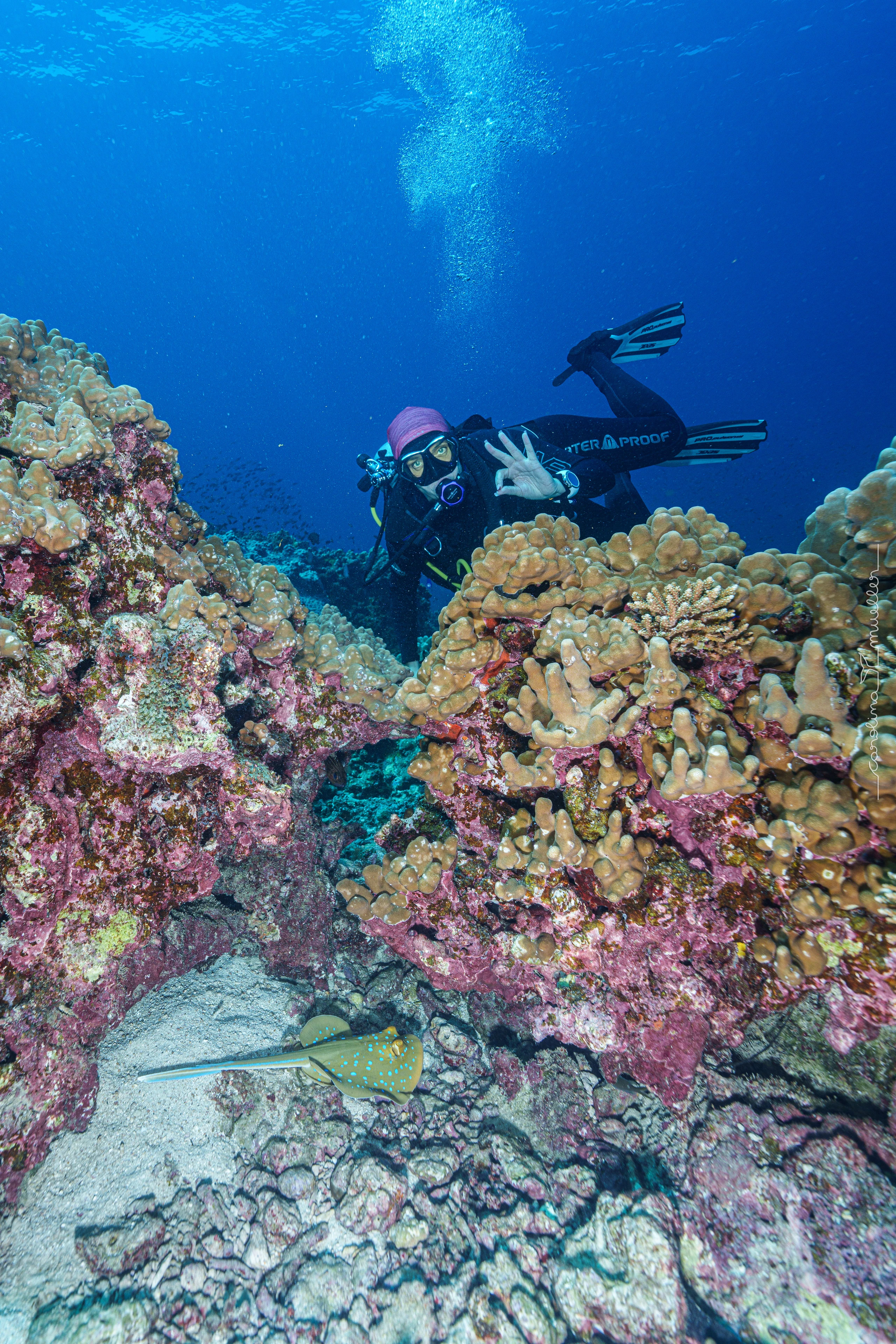Diver swimming along a colourful reef