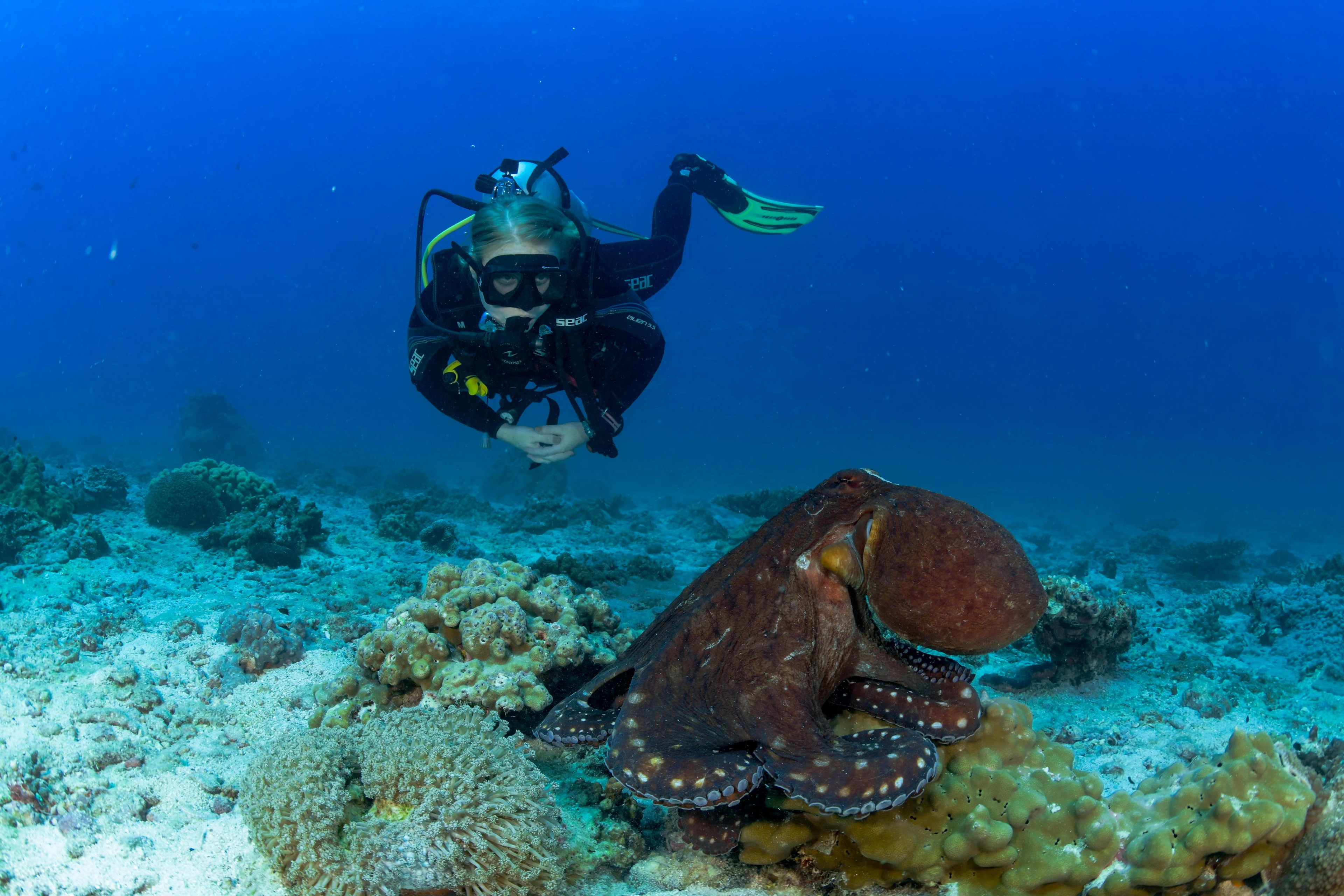 Reef fish and coral at a dive site in Omani waters