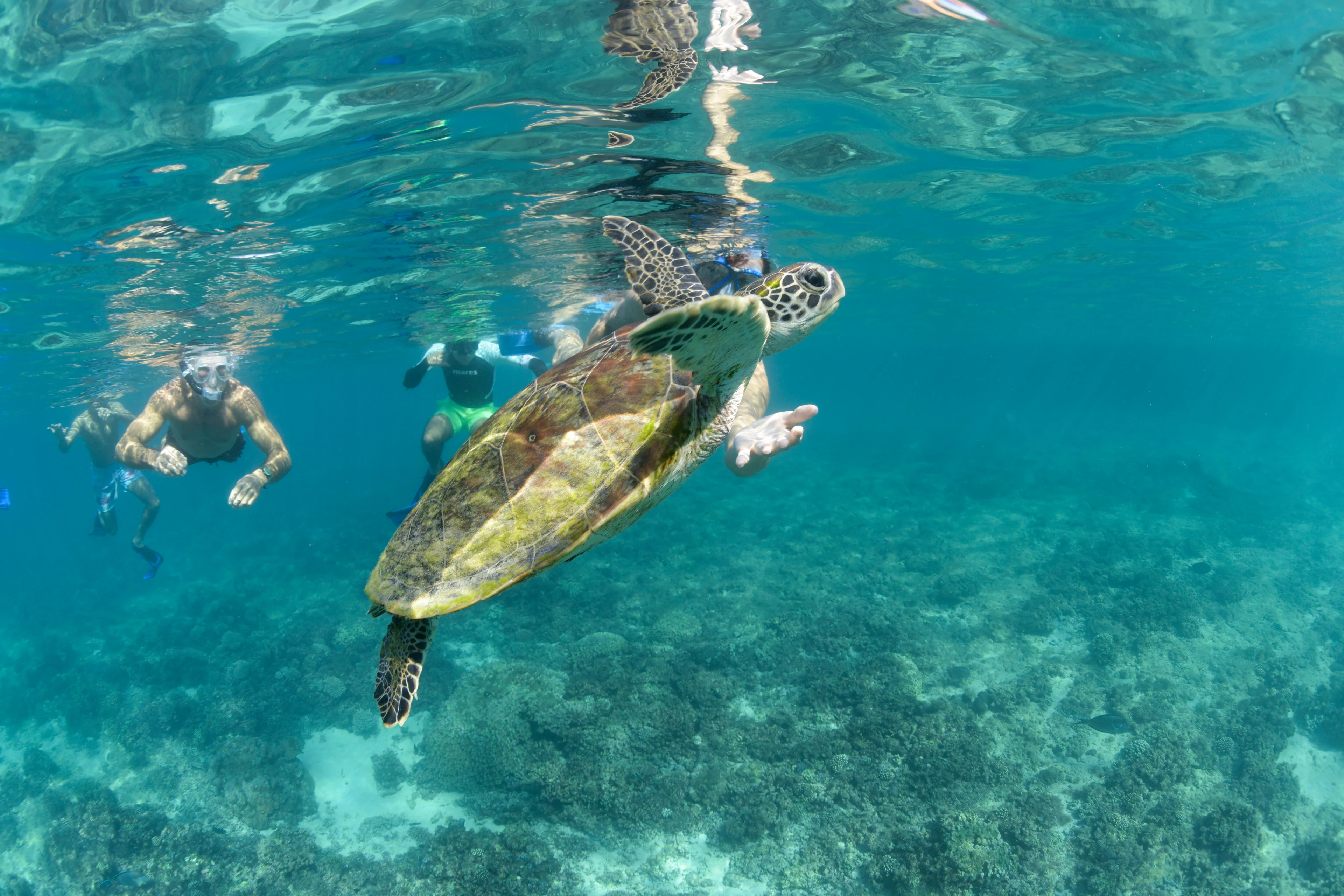 Snorkeling trips