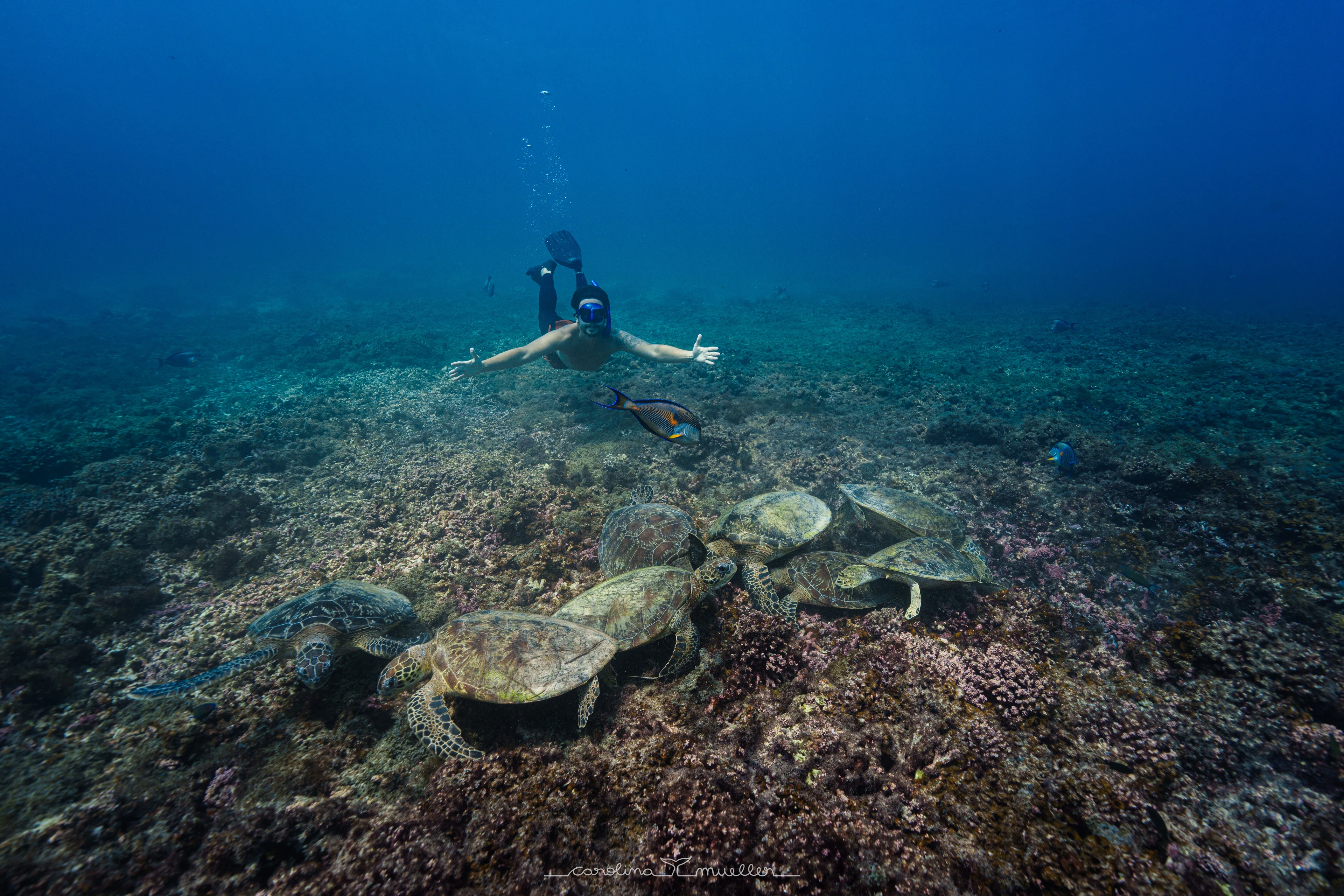 Snorkeling with turtles