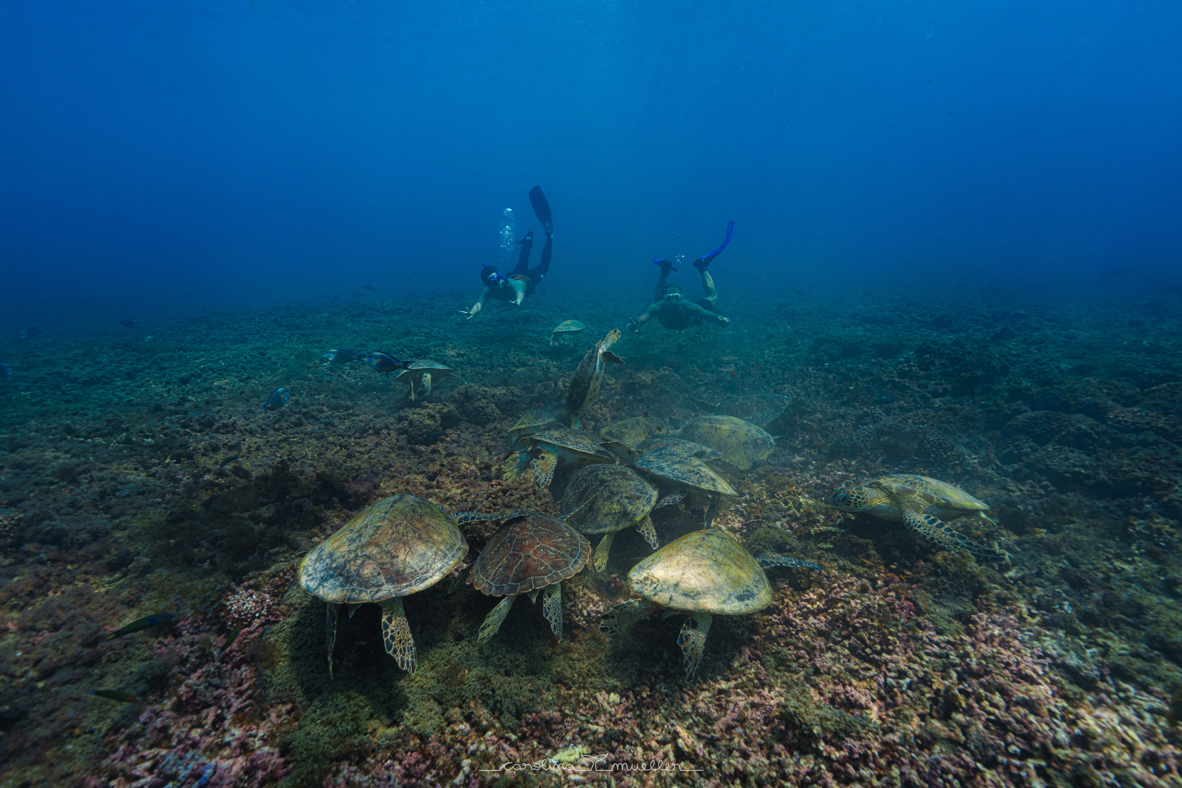Snorkeling Trip