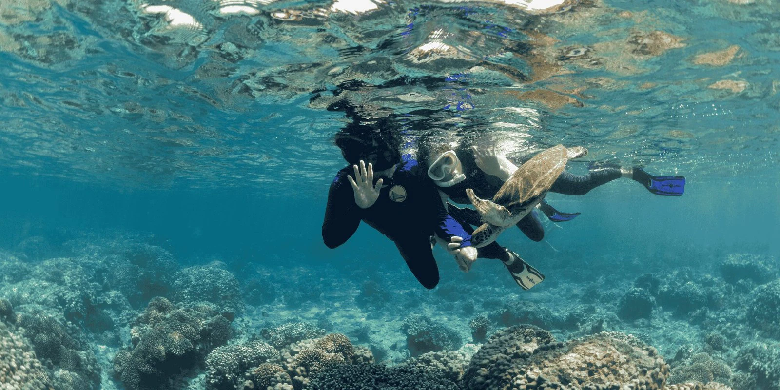 Snorkeling & Dolphin Watching Trips