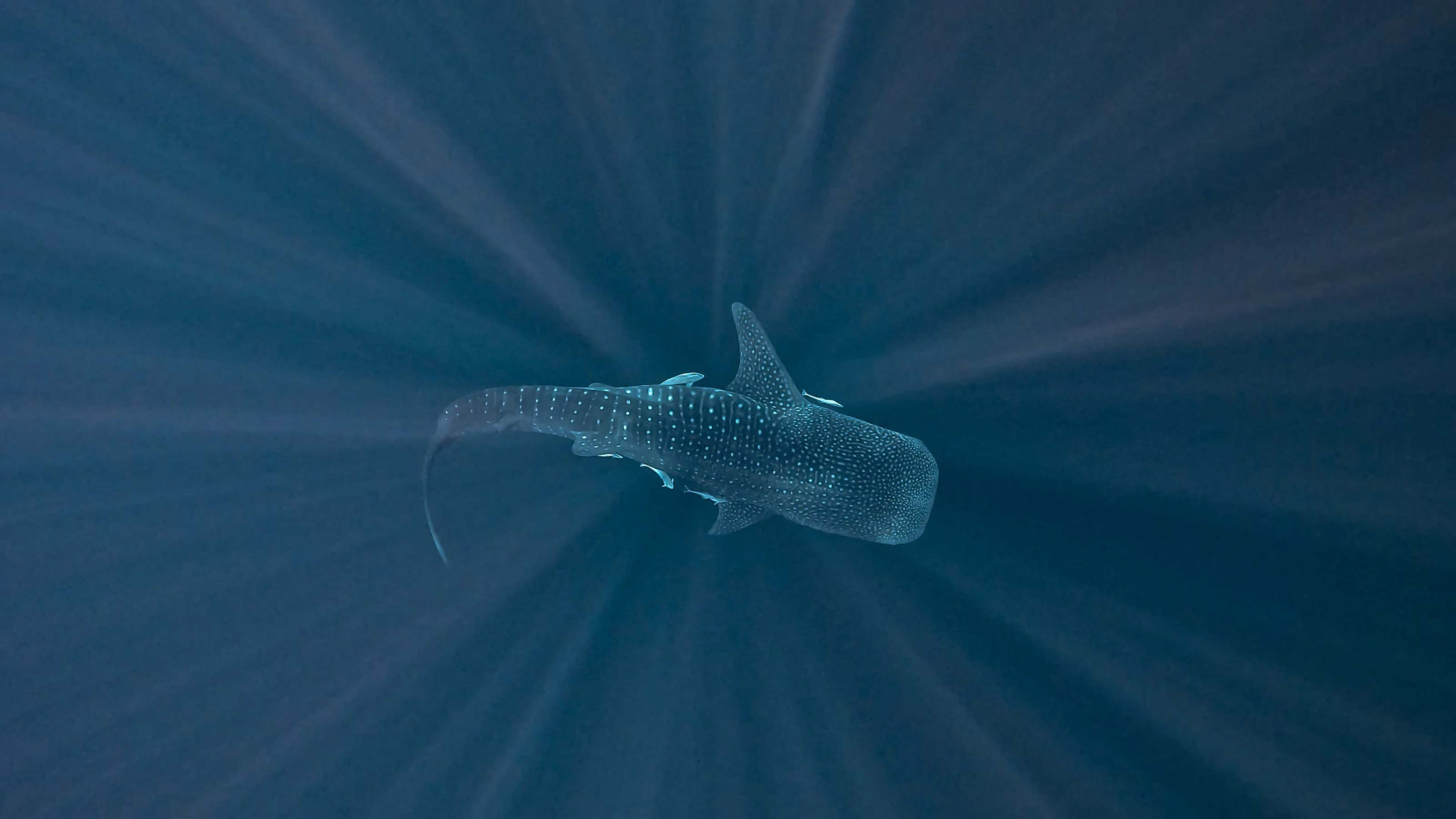 Snorkeling with whale sharks in Oman