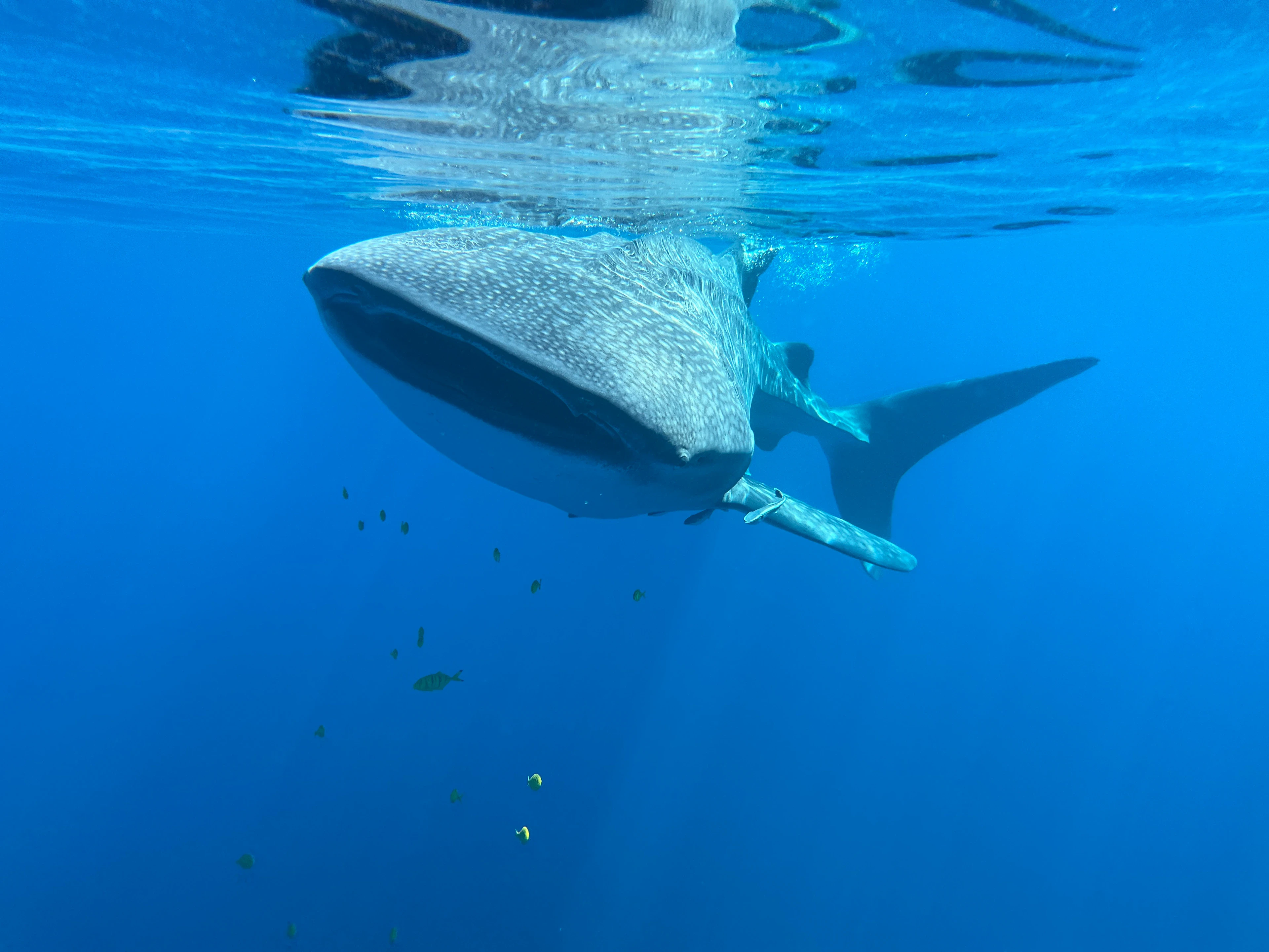 Large shark photographed in open water off Oman