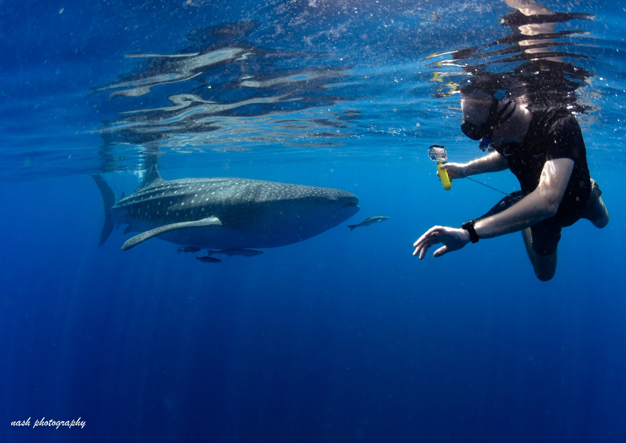 Whale shark swimming beneath snorkellers in Omani waters